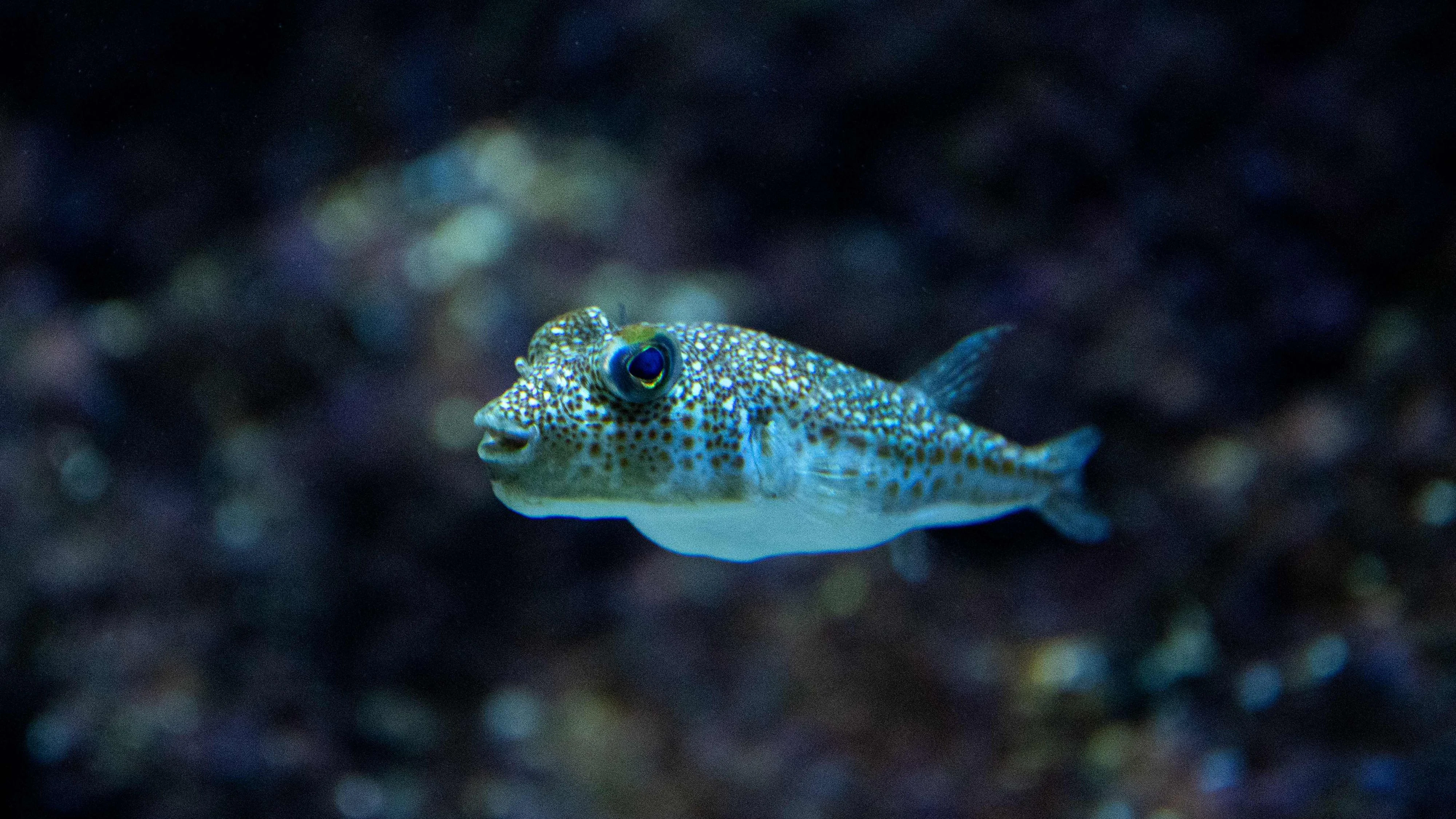 This photograph shows a yellow-spotted pufferfish (Torquigener flavimaculosus), which are considered to be even more toxic than the larger silver-cheeked pufferfish (Lagocephalus sceleratus), swimming in a tank at Cretaquarium Thalassokosmos in Heraklion, on the island of Crete, on June 2, 2026. Pufferfish, a warm-water invasive species, were first spotted in Greek waters some 20 years ago and are wreaking havoc with the country's fishing industry, a pillar of the nation's agricultural exports. The pufferfish explosion in Greek waters is the latest example of how warming oceans are changing ecosystems and upturning their reliant economies. (Photo by Angelos TZORTZINIS / AFP)