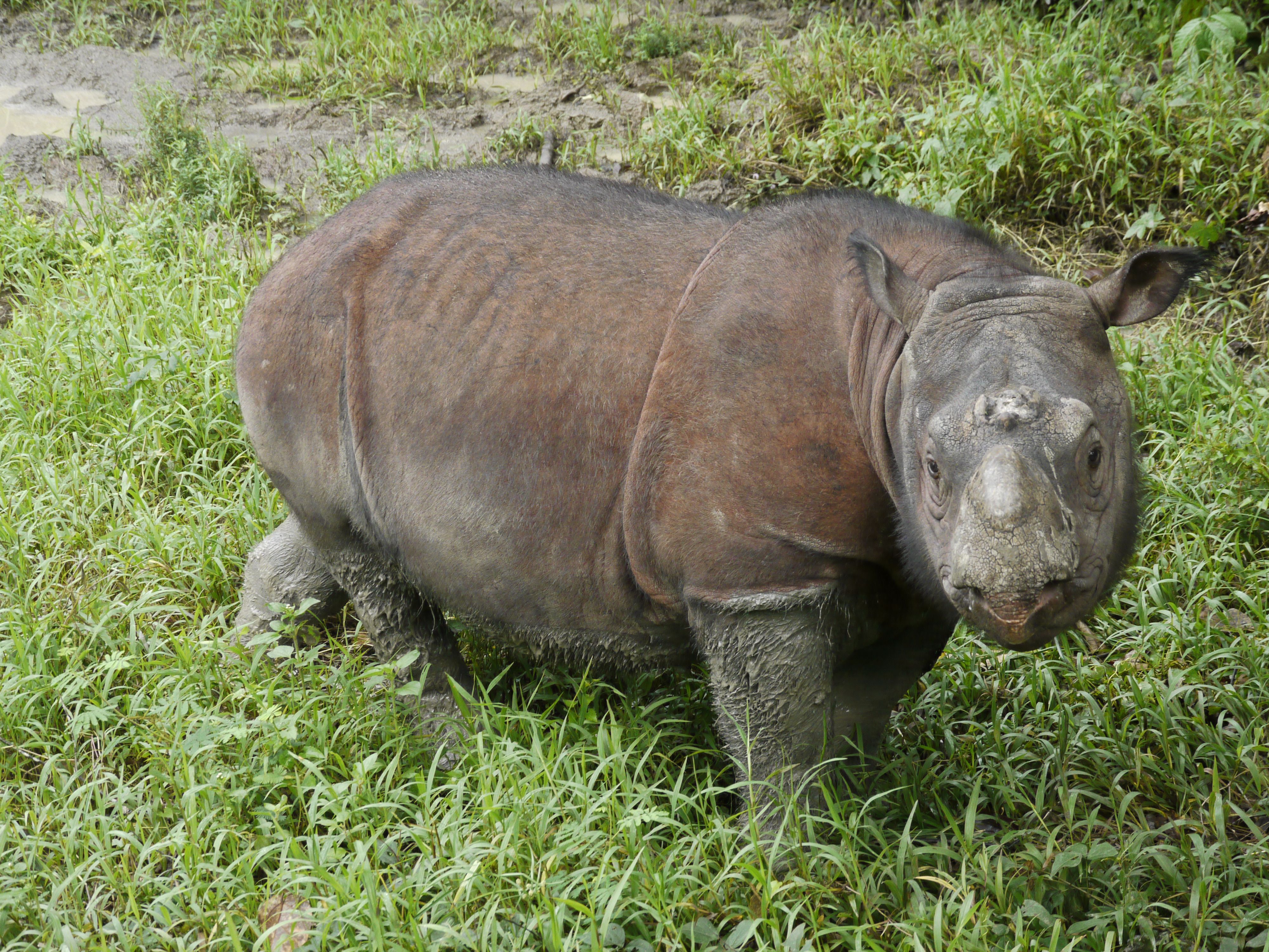 Heute.at - Nur noch zwei Tiere übrig: Borneo-Nashorn stirbt aus
