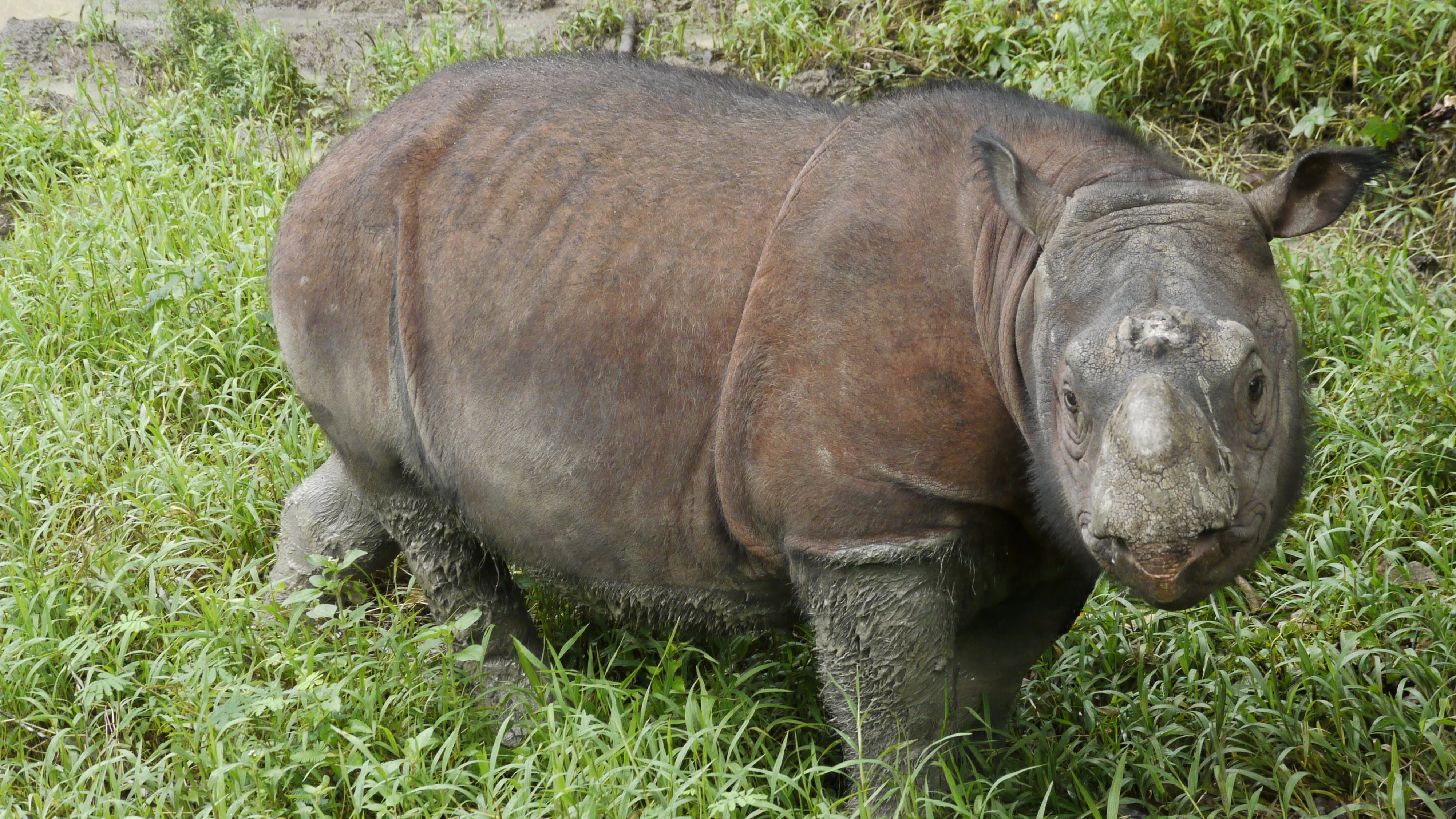 Bornean rhinoceros (Dicerorhinus sumatrensis harrissoni). The Bornean rhinoceros is one of three subspecies of the Sumatran rhinoceros, but it is noticeably smaller than the other two. It has a height ranging from 1 to 1.5 meters and a body length ranging from 2 to 3 meters. The species is classified as critically endangered on the International Union for Conservation of Nature (IUCN) Red List of Threatened Species. Photographed in Tabin Forest Reserve, Sabah, Malaysia, Borneo.