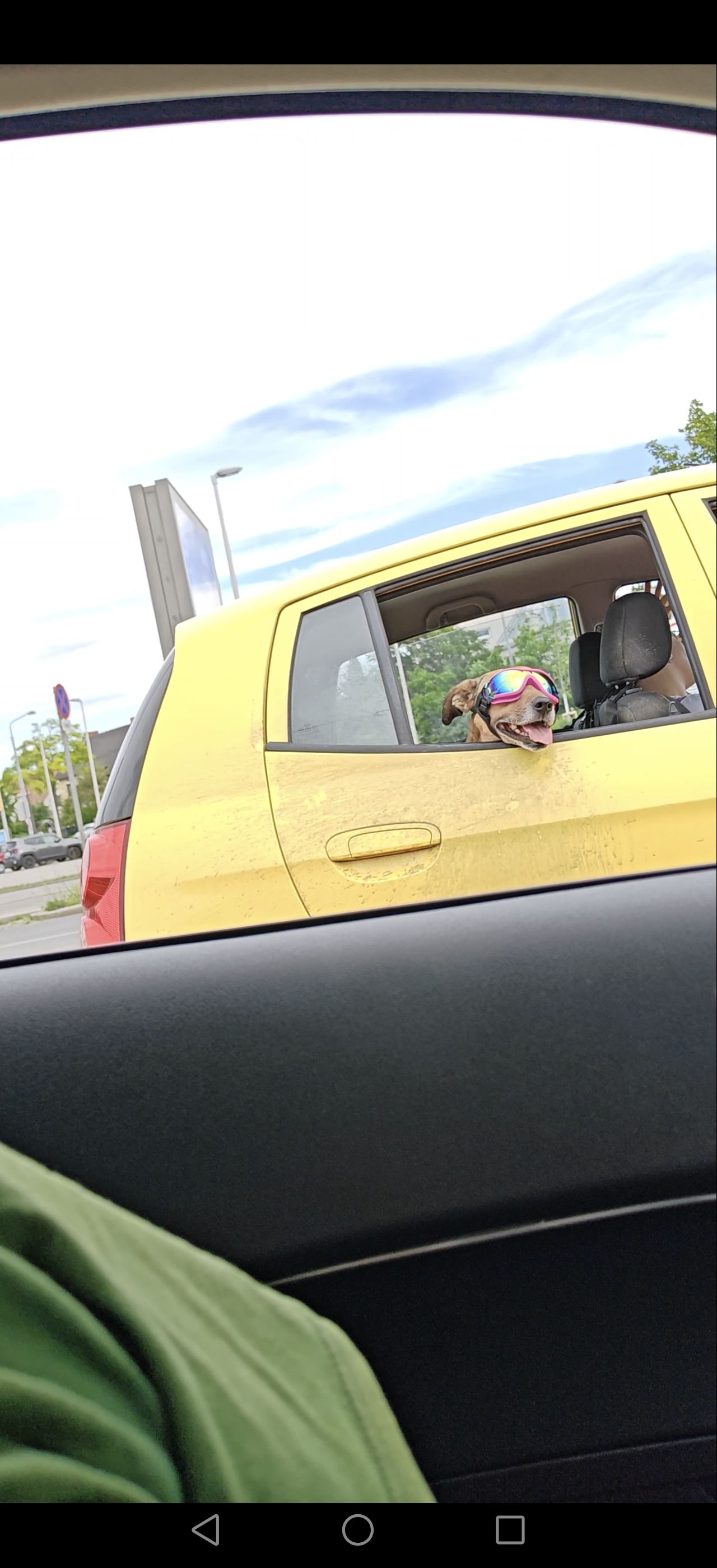 Der Hund sorgte mit seiner lässigen Montur für Lacher.