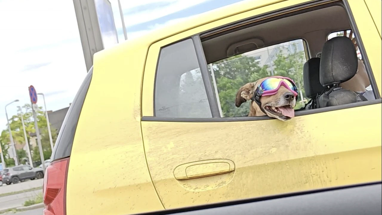 Der Hund sorgte mit seiner lässigen Montur für Lacher.