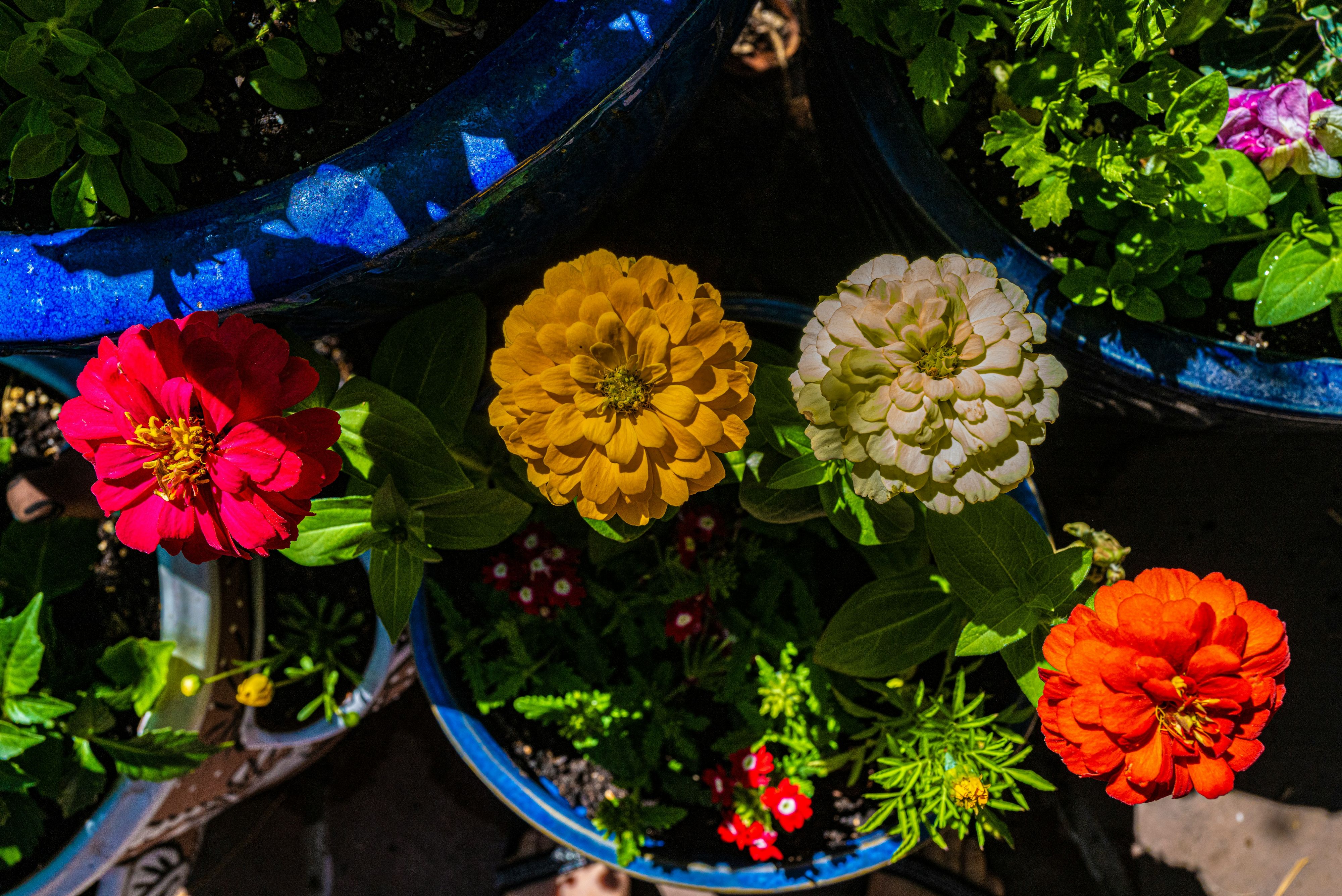 Warum nur eine Blumensorte pflanzen, wenn mehrere nacheinander blühen können?