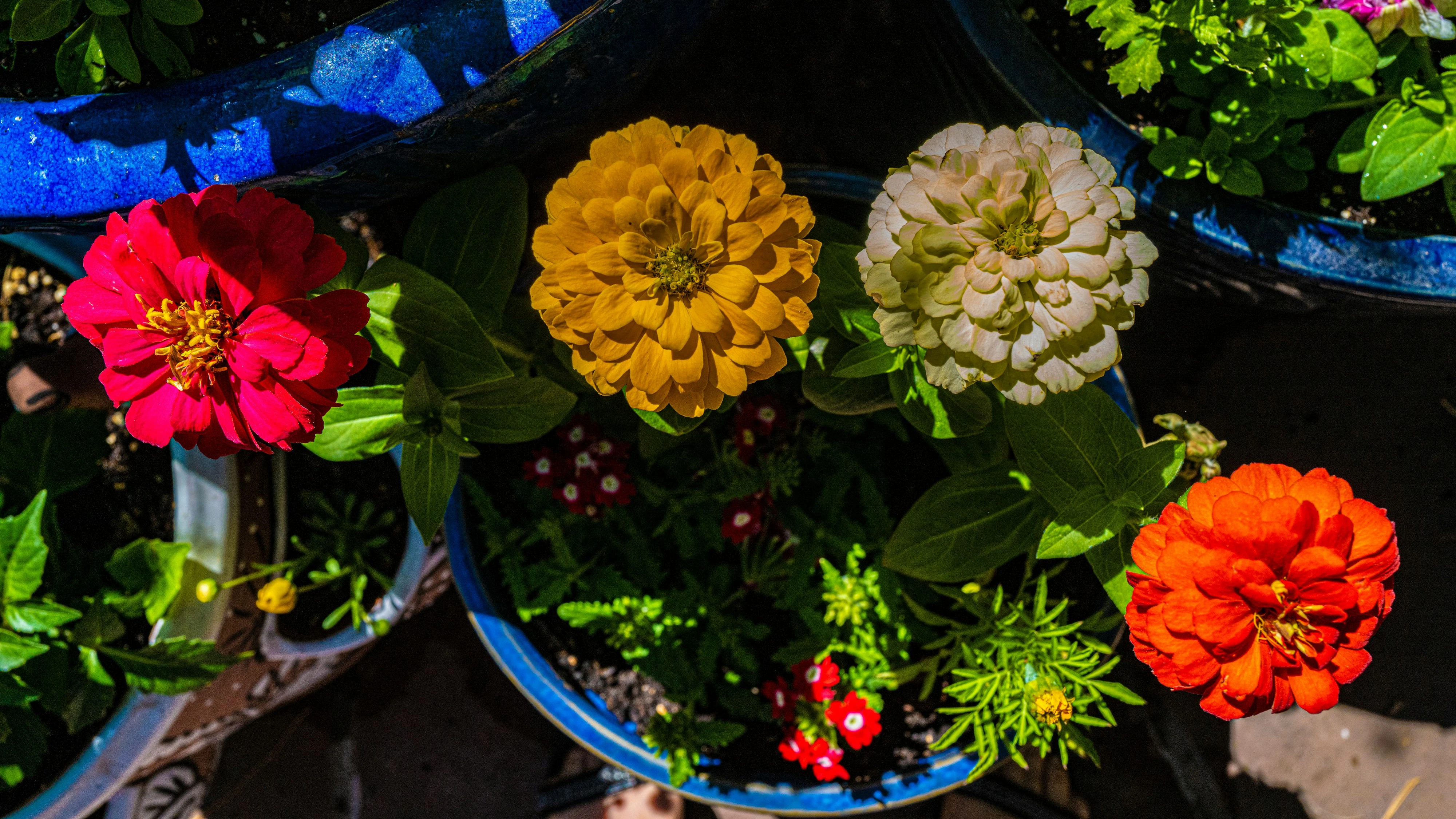 Heute.at - Mit der Blumenlasagne blüht dein Garten wochenlang