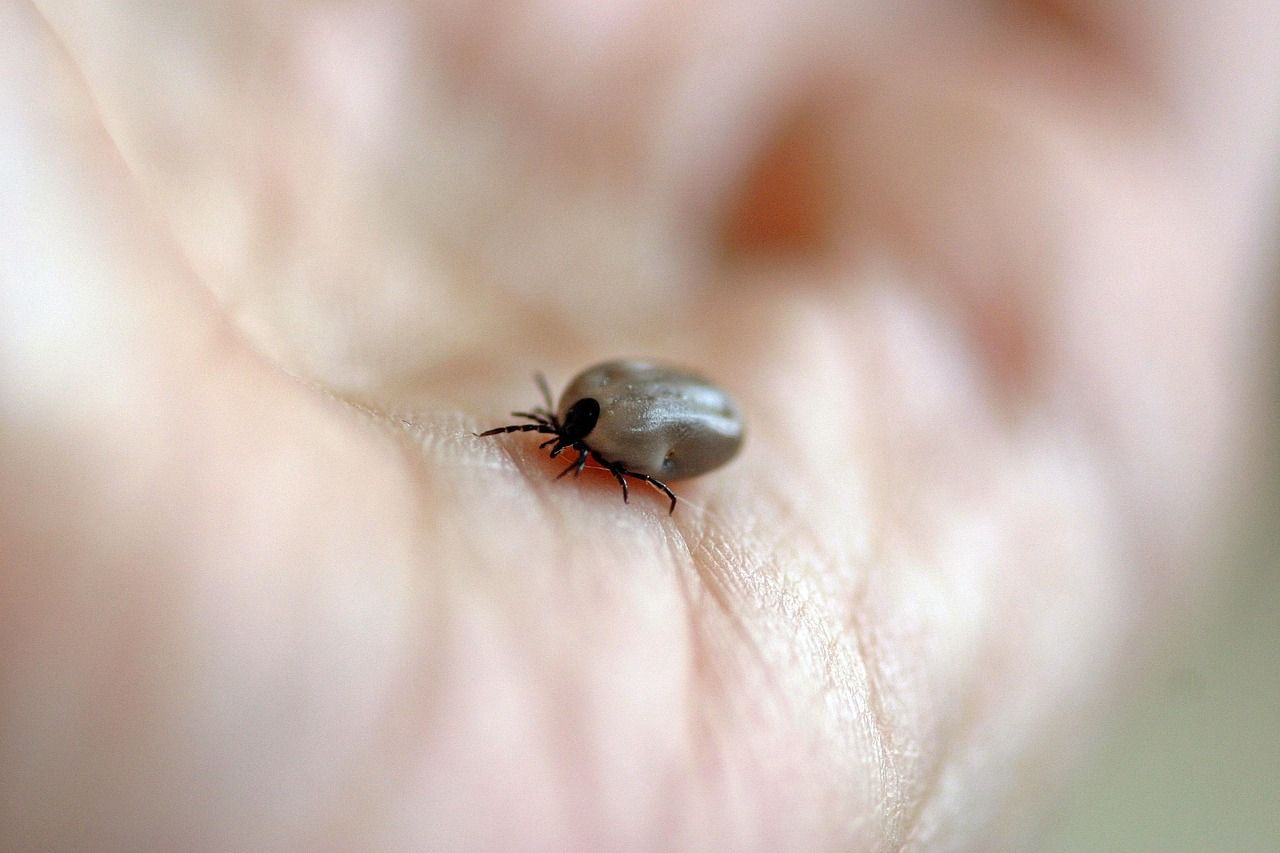 Zeckennahaufnahme - Gefährliche Parasiten in Makroaufnahme