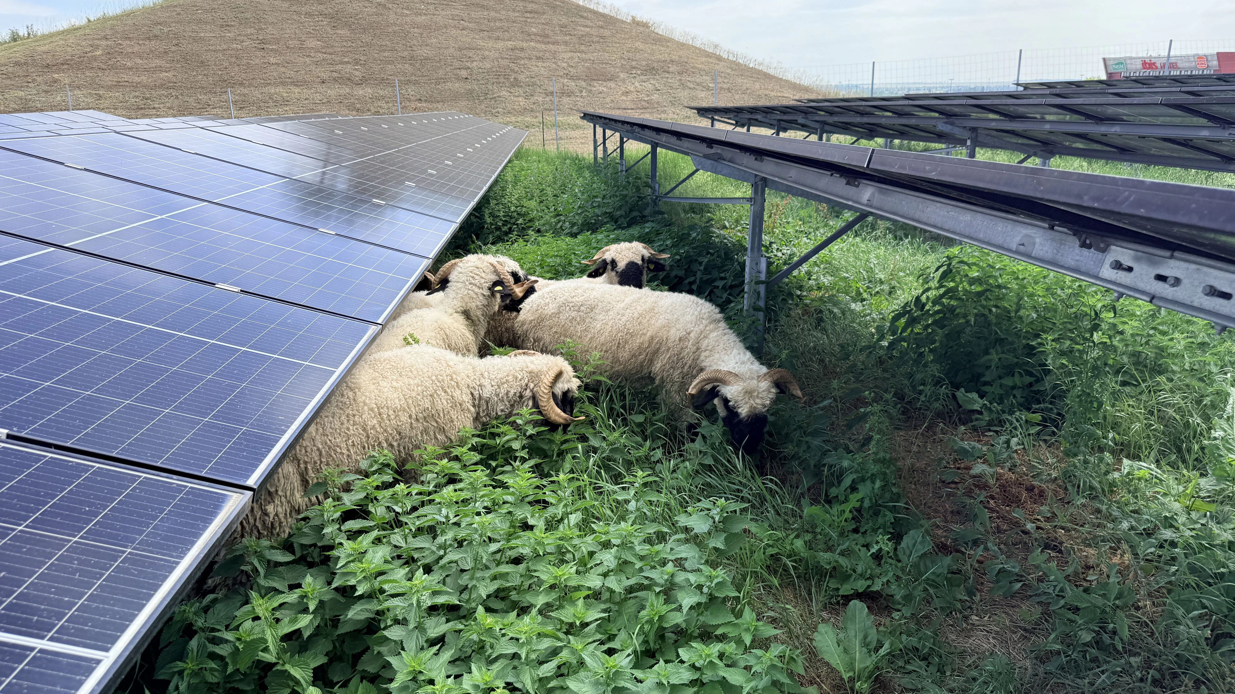 Schafe "mähen" jetzt Weiden um PV-Anlagen.
