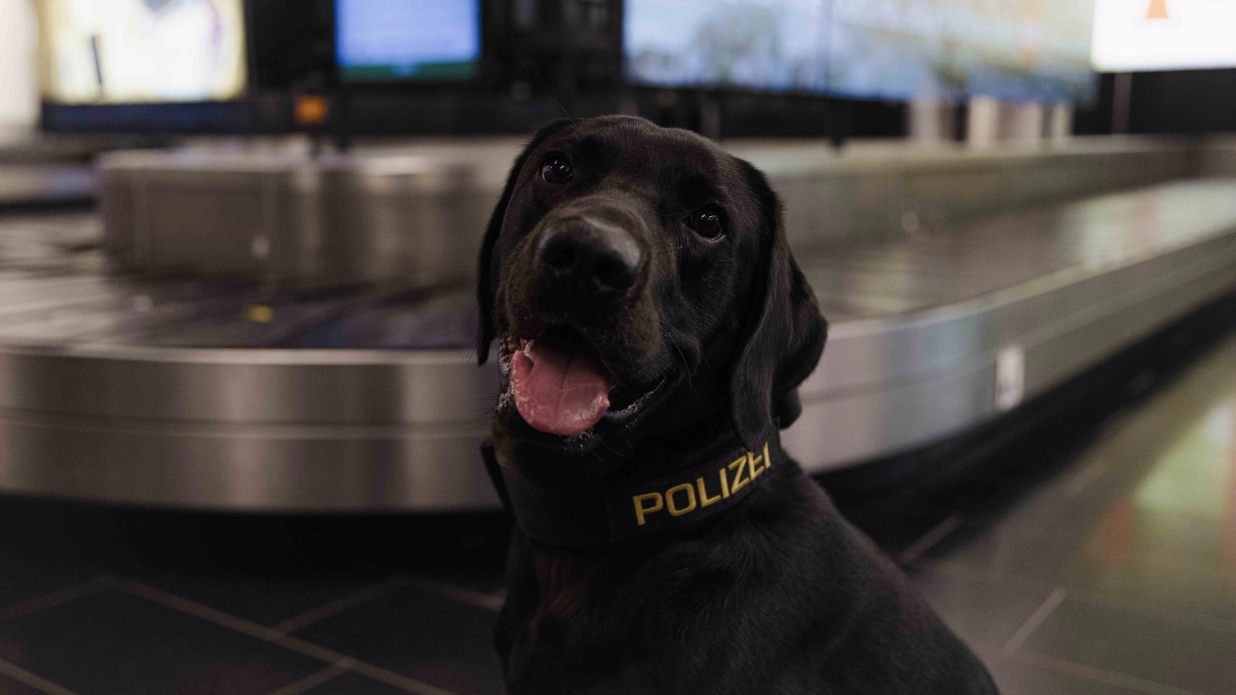 Heute.at - Spürhunde schnappen Drogenschmuggler am Flughafen Wien