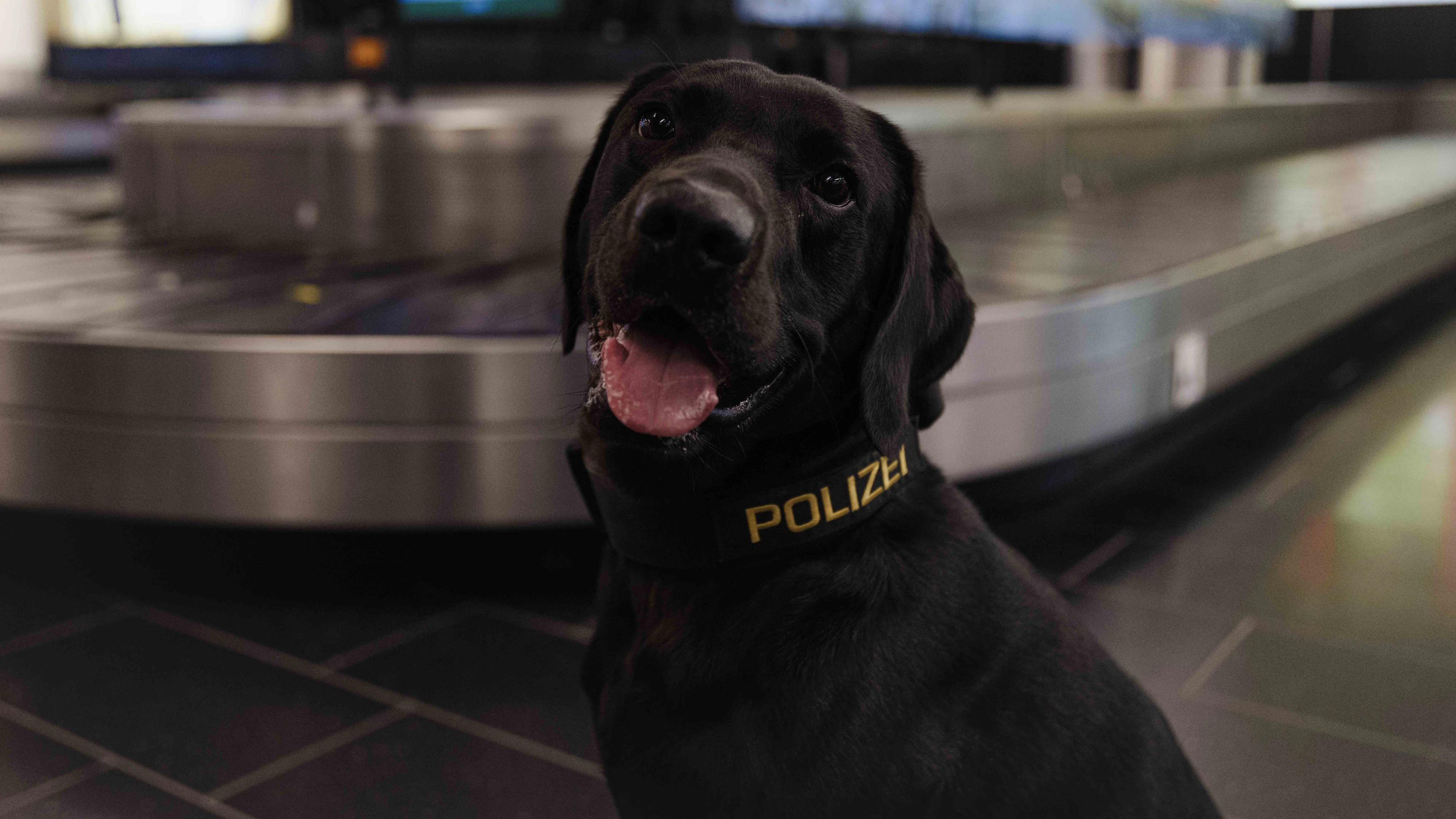 Suchtmittelspürhund "JERRY"