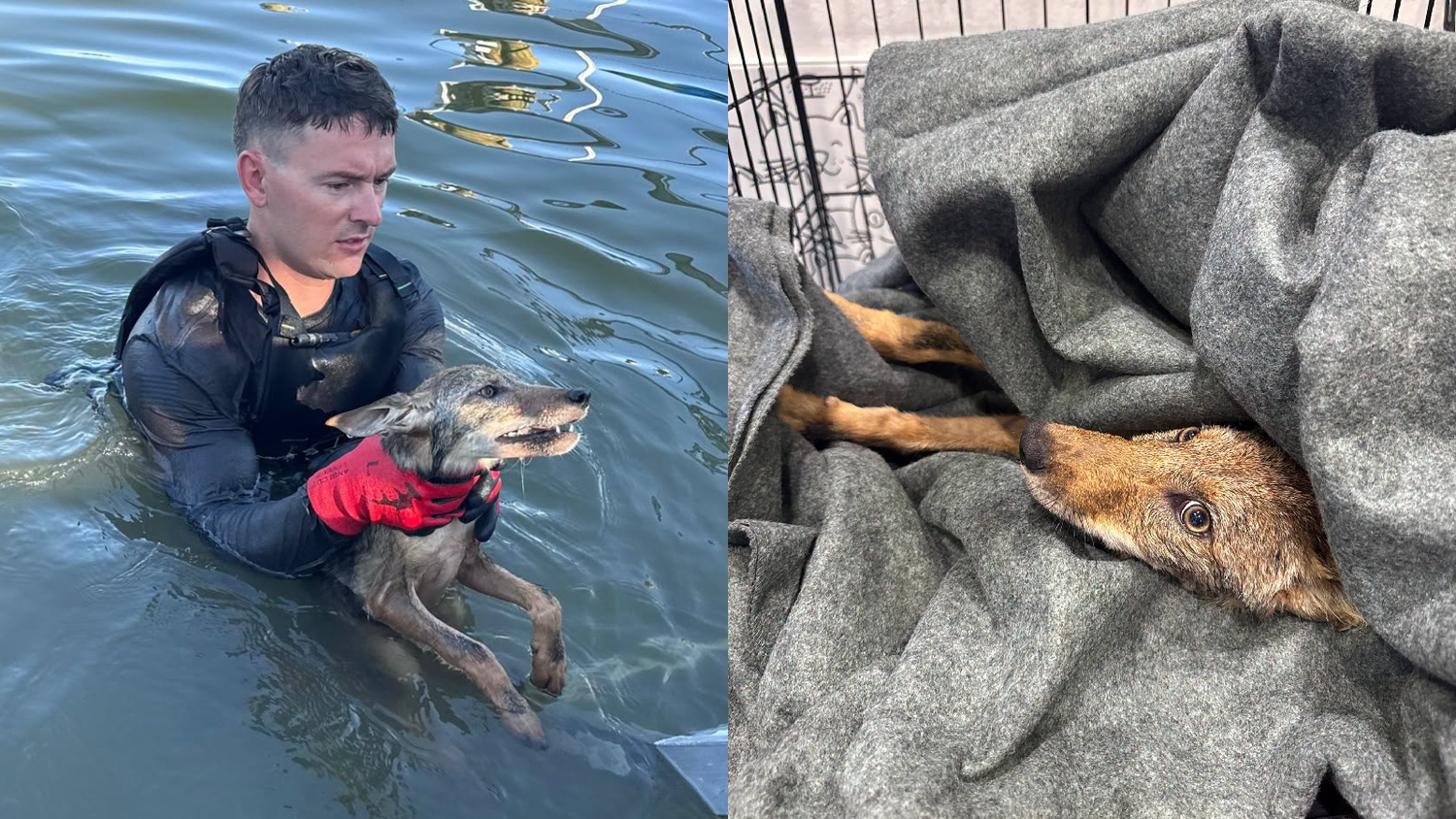 Die Feuerwehr rückte wegen einem Hund aus, rettete einen Kojoten