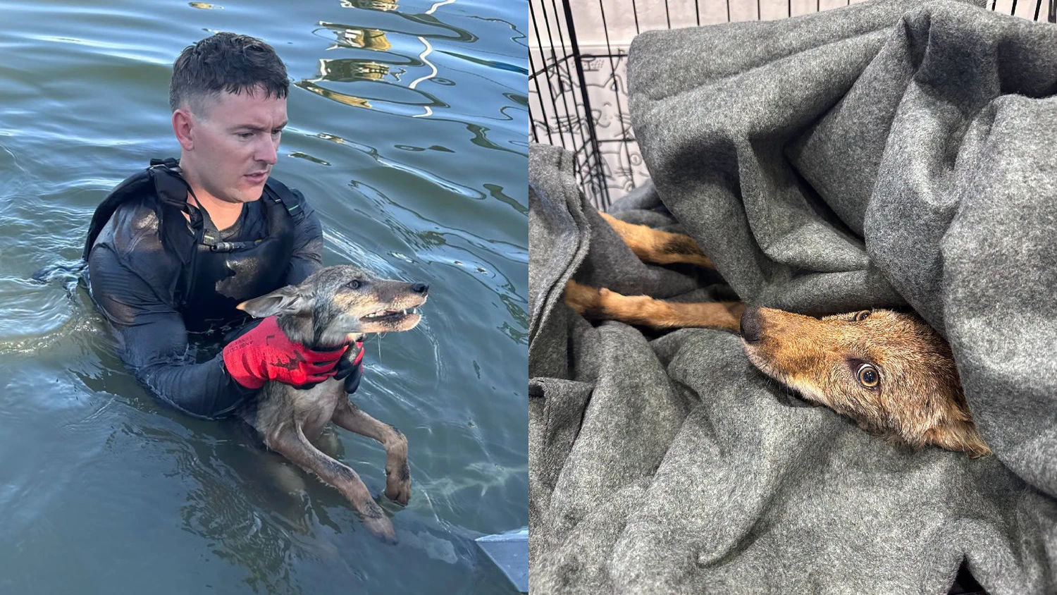 Die Feuerwehr rückte wegen einem Hund aus, rettete einen Kojoten