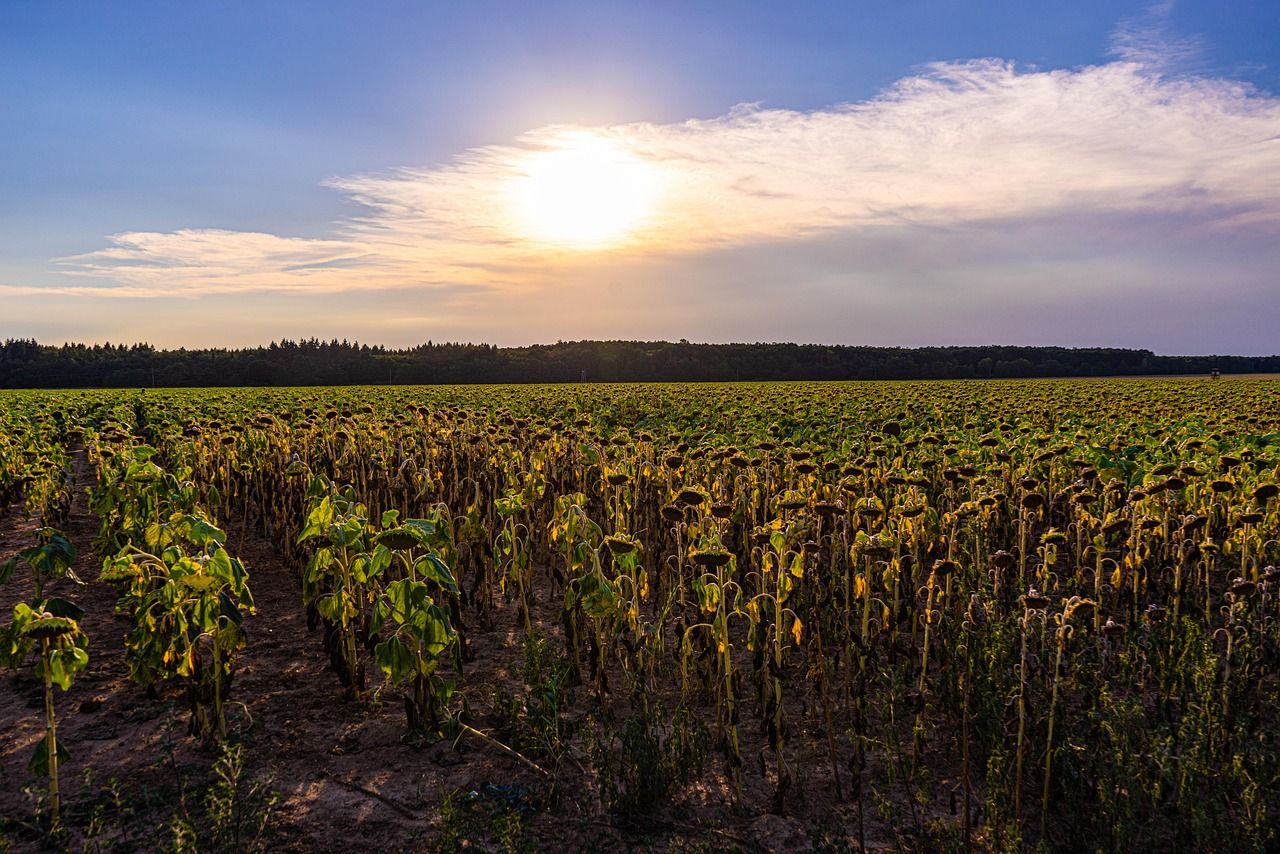 Ausgetrocknete Sonnenblumenfelder bei Hitzewelle