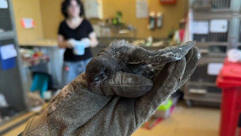 Auf der Wildtierstation bei Tierschutz Austria in Vösendorf können die Mauersegler meist gerettet werden. 