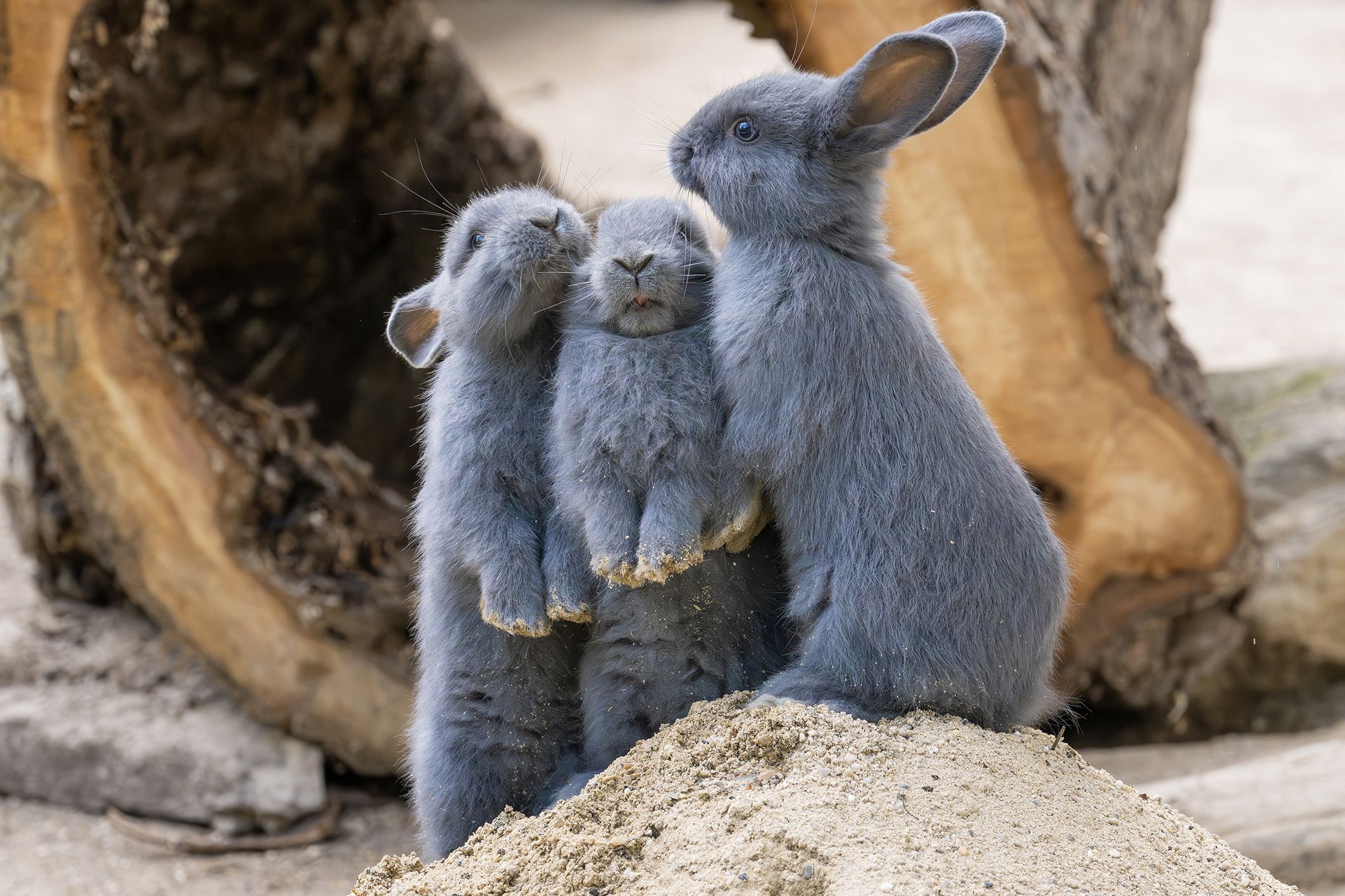 Die jungen Kaninchen sind einfach unfassbar niedlich, oder? 