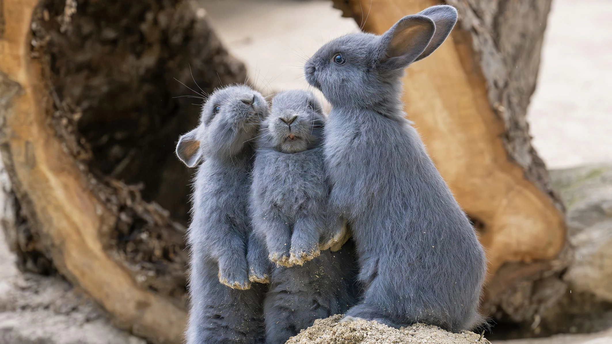Die jungen Kaninchen sind einfach unfassbar niedlich, oder? 