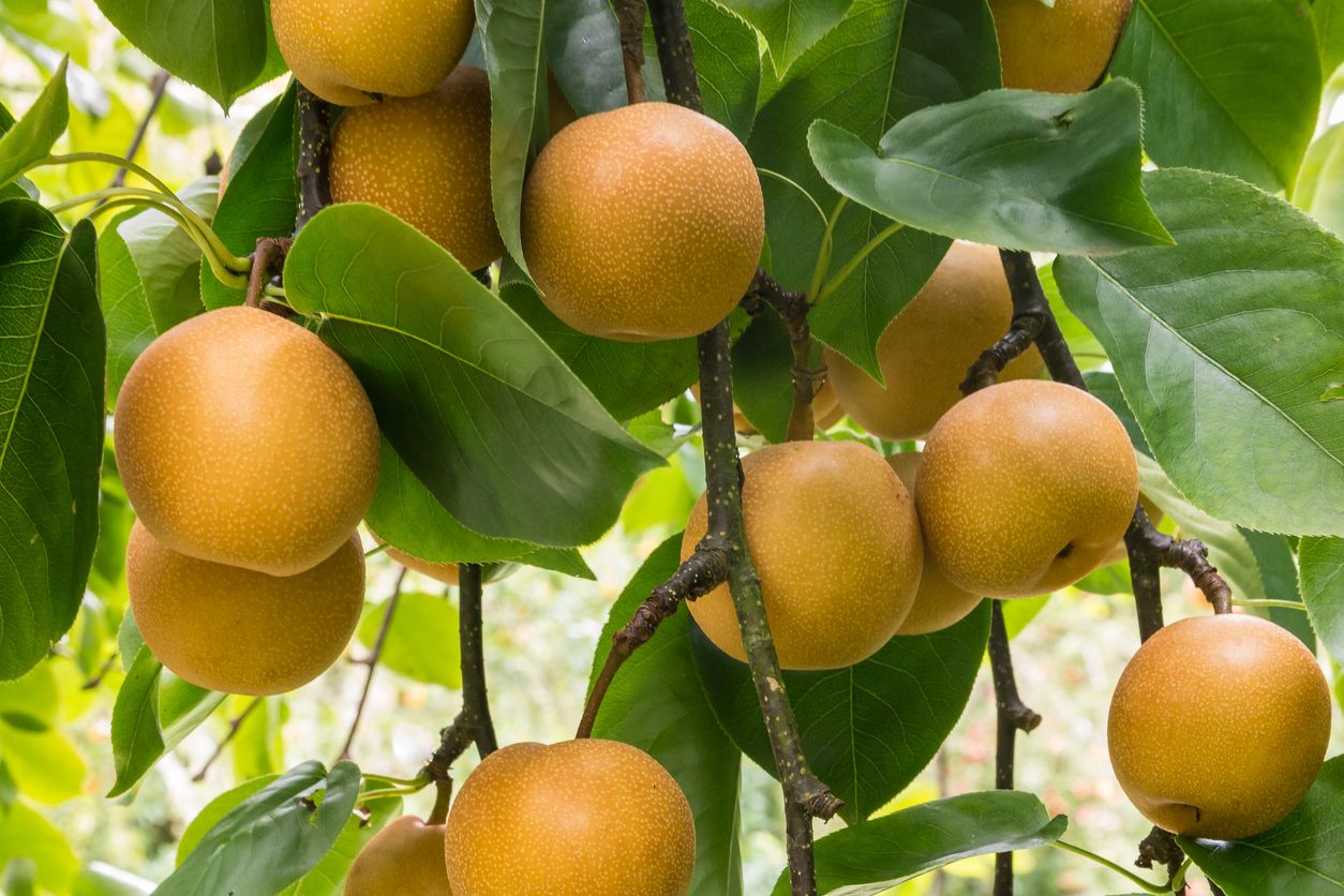 Rund wie ein Apfel, geschmacklich aber deutlich näher an einer besonders saftigen Birne.