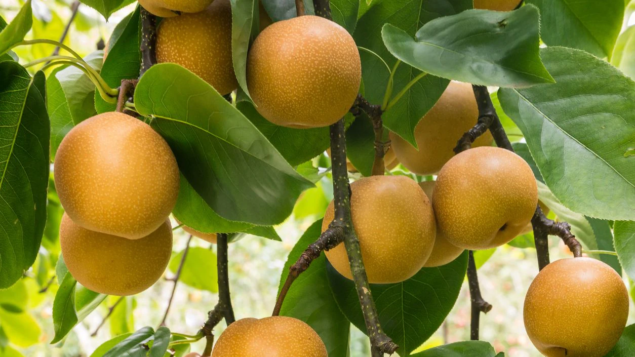 detail of ripe organic chinese pears hanging on pear tree at harvest time