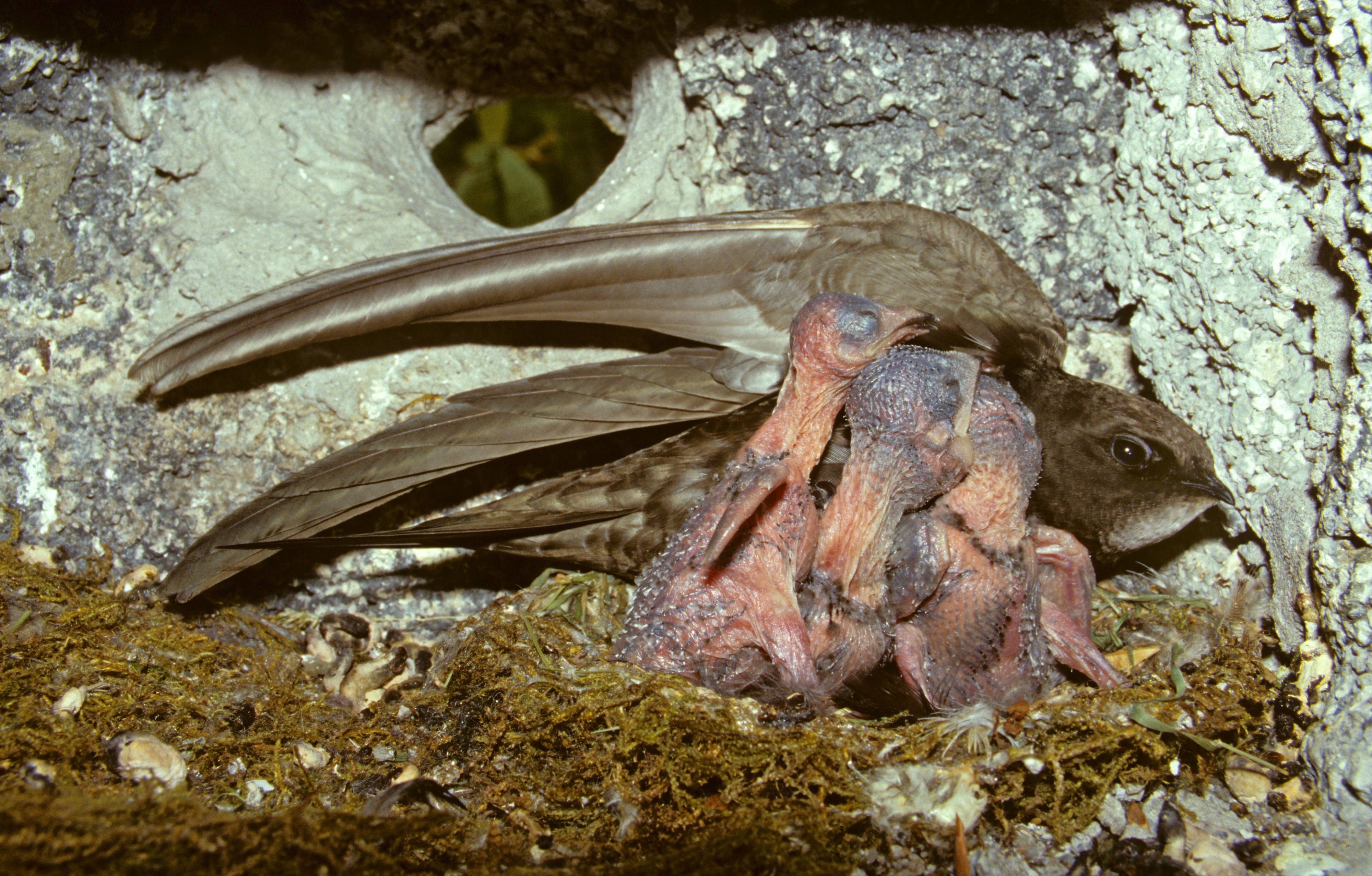 Mauersegler (Apus apus) mit Küken in Nistkasten. Die Jungvögel im Nest sind von der Hitze akut bedroht.