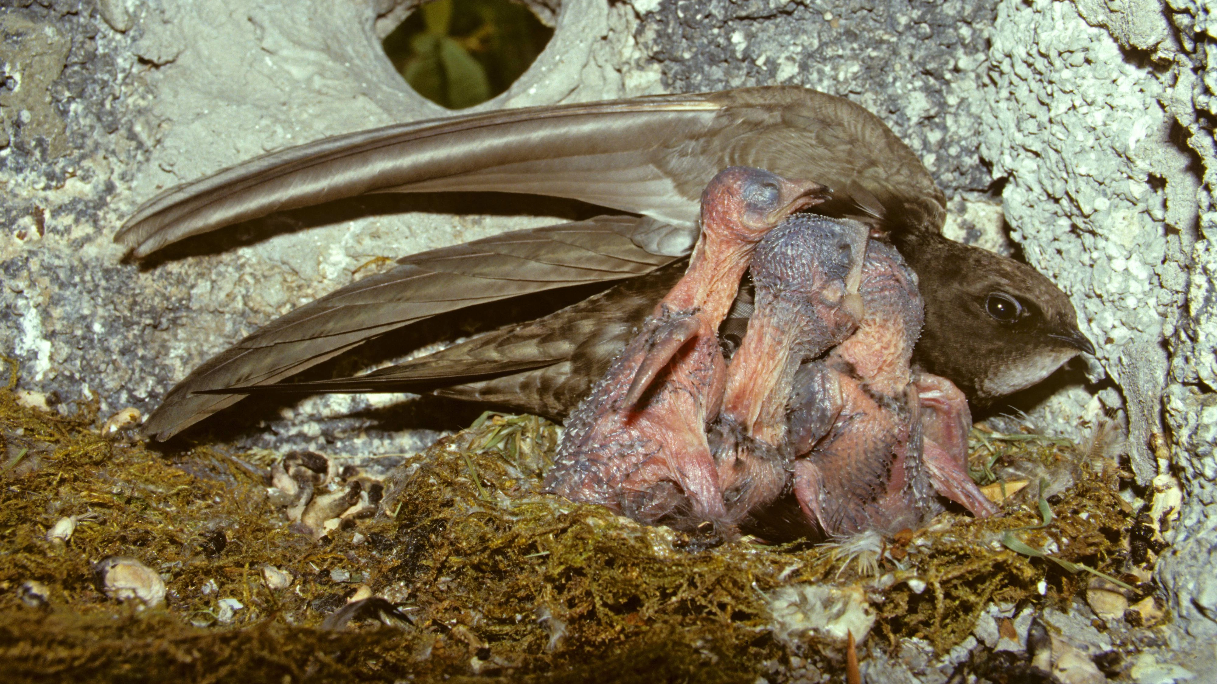 Heute.at - Vogelküken stürzen sich von Wiens Dächern in den Tod