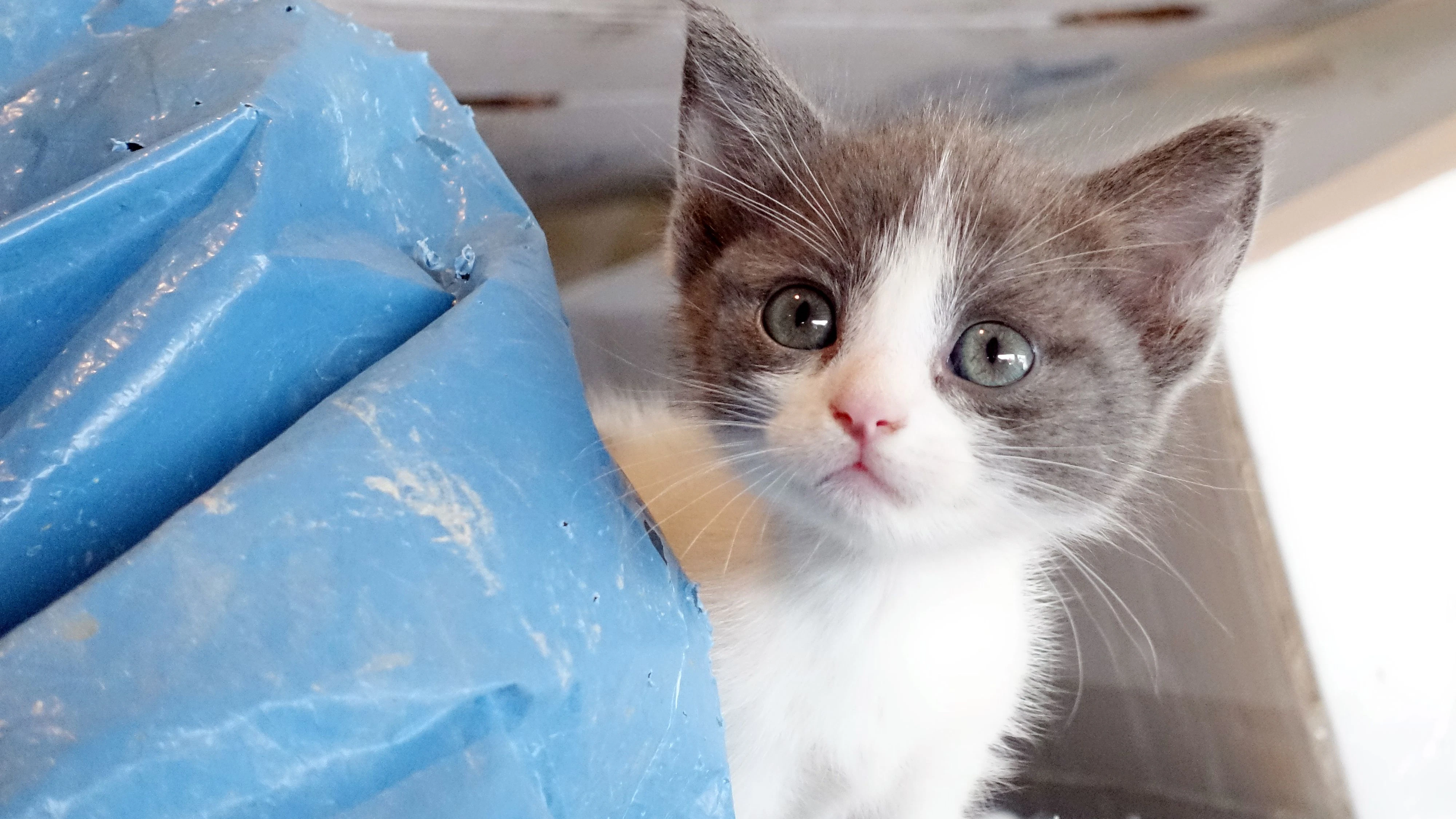 Heute.at - Trotz Hitze! Frau fährt mit Katze in Plastiktüte Bahn