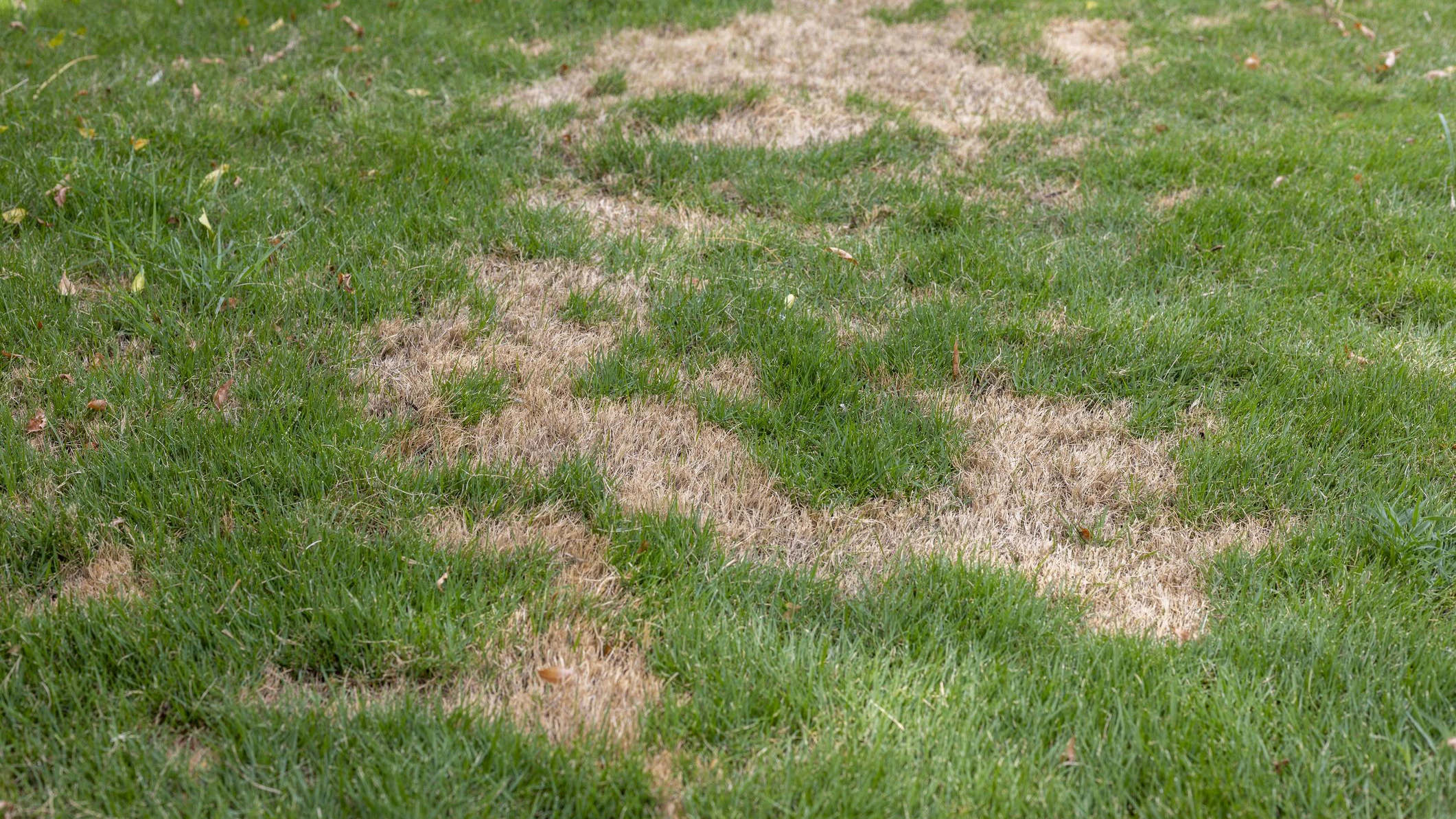 Heute.at - Golfplatz darf nur noch 1 Prozent der Fläche bewässern