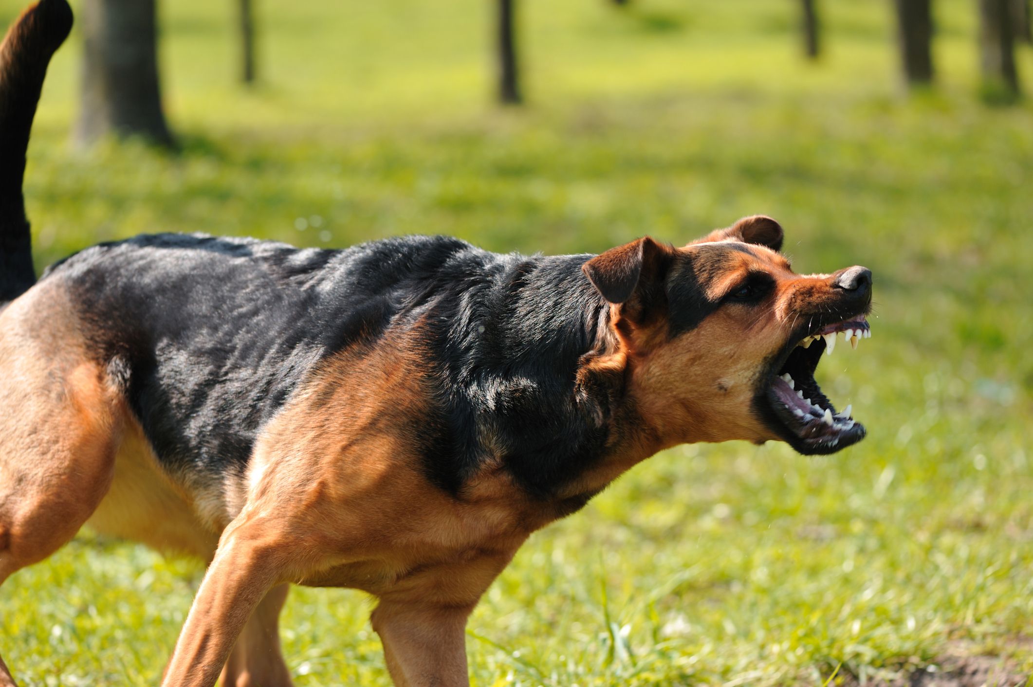 Der Hund biss mehrfach zu. (Symbolbild)
