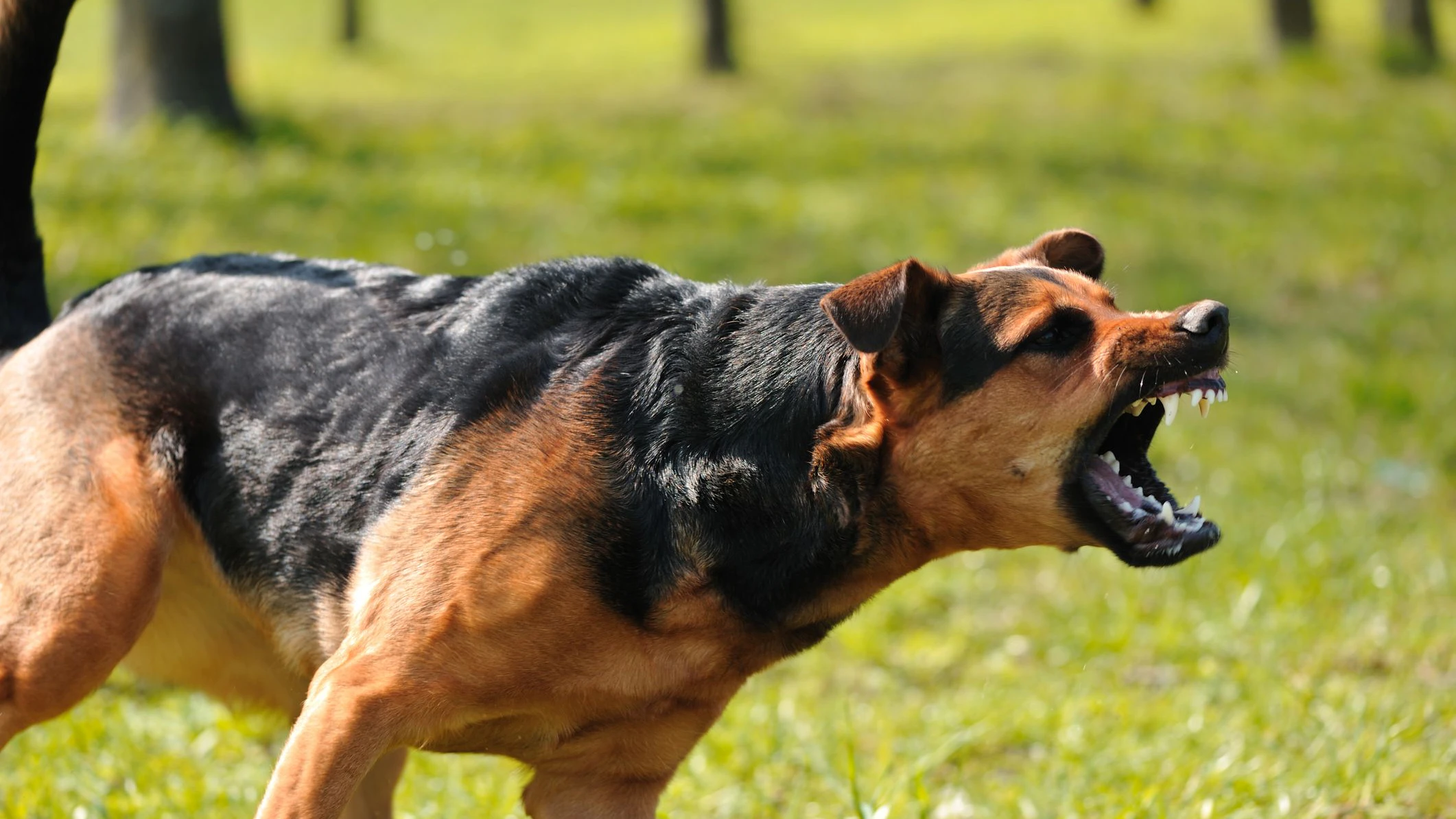 Der Hund biss mehrfach zu. (Symbolbild)