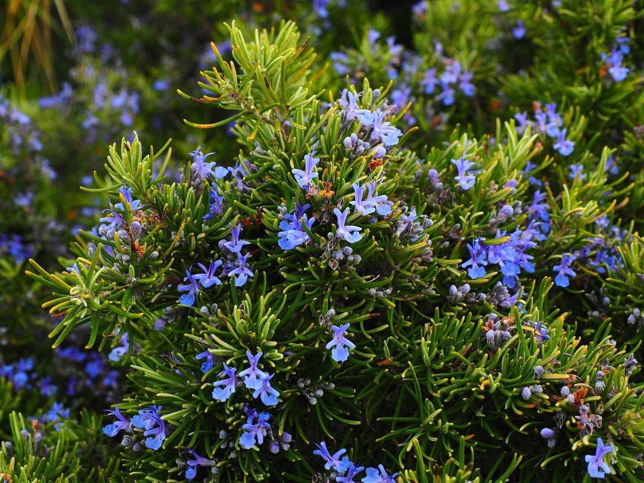 Rosmarinpflanze mit blauen Blüten
