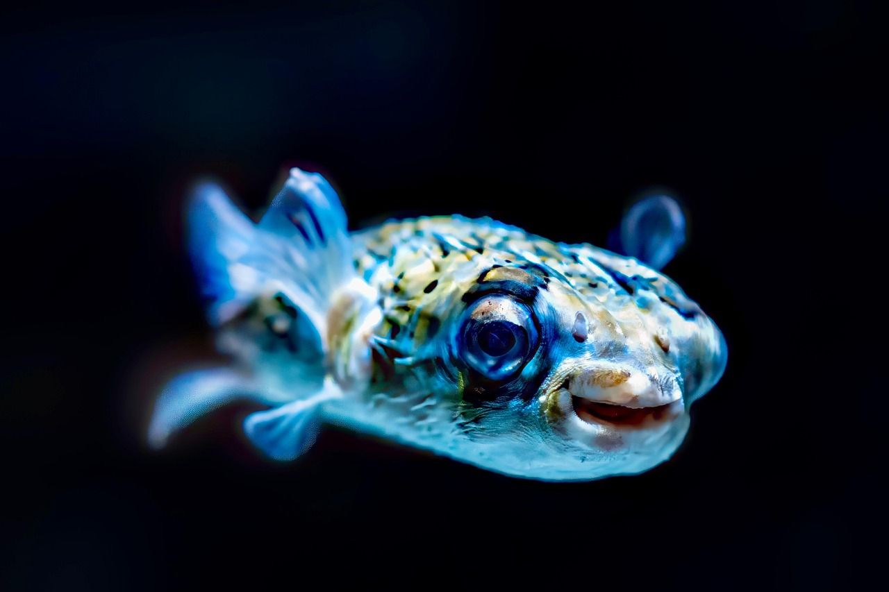 Giftiger Kugelfisch