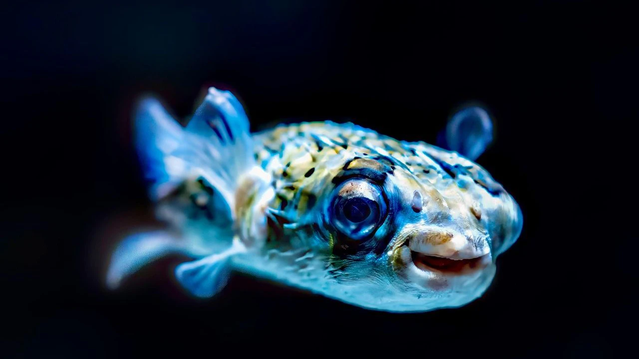 Giftiger Kugelfisch