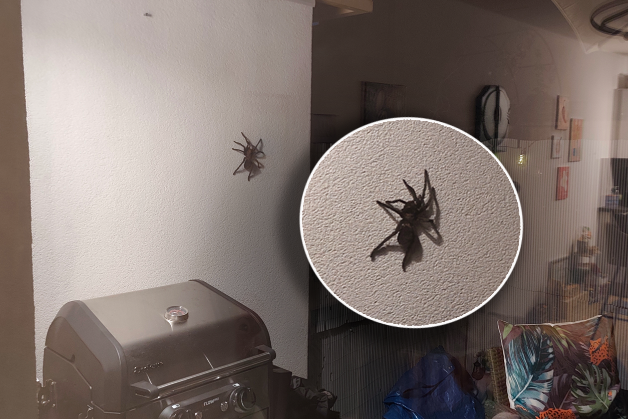 Heute.at - Wienerin im Schock: Grusel-Spinne krabbelt auf Terrasse