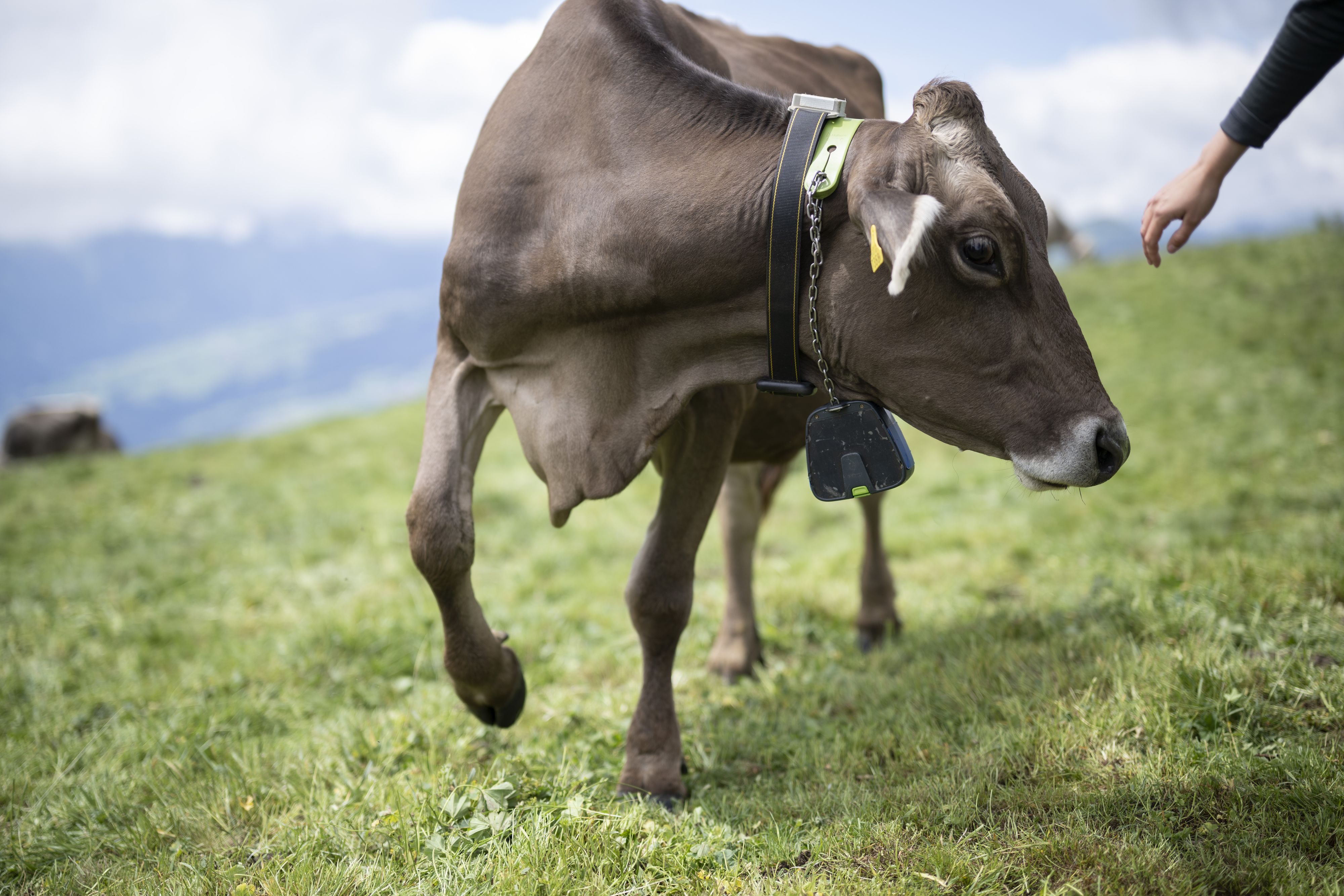 Eine Kuh mit Sendegerät eines virtuellen Zaunes, aufgenommen bei einer Demonstration der Forschungsprojekte der Versuchsstation Berg- und Alplandwirtschaft der Forschungsanstalt Agroscope, am Dienstag, 2. Juli 2024, auf der Alp dil Plaun in Scheid. Die 