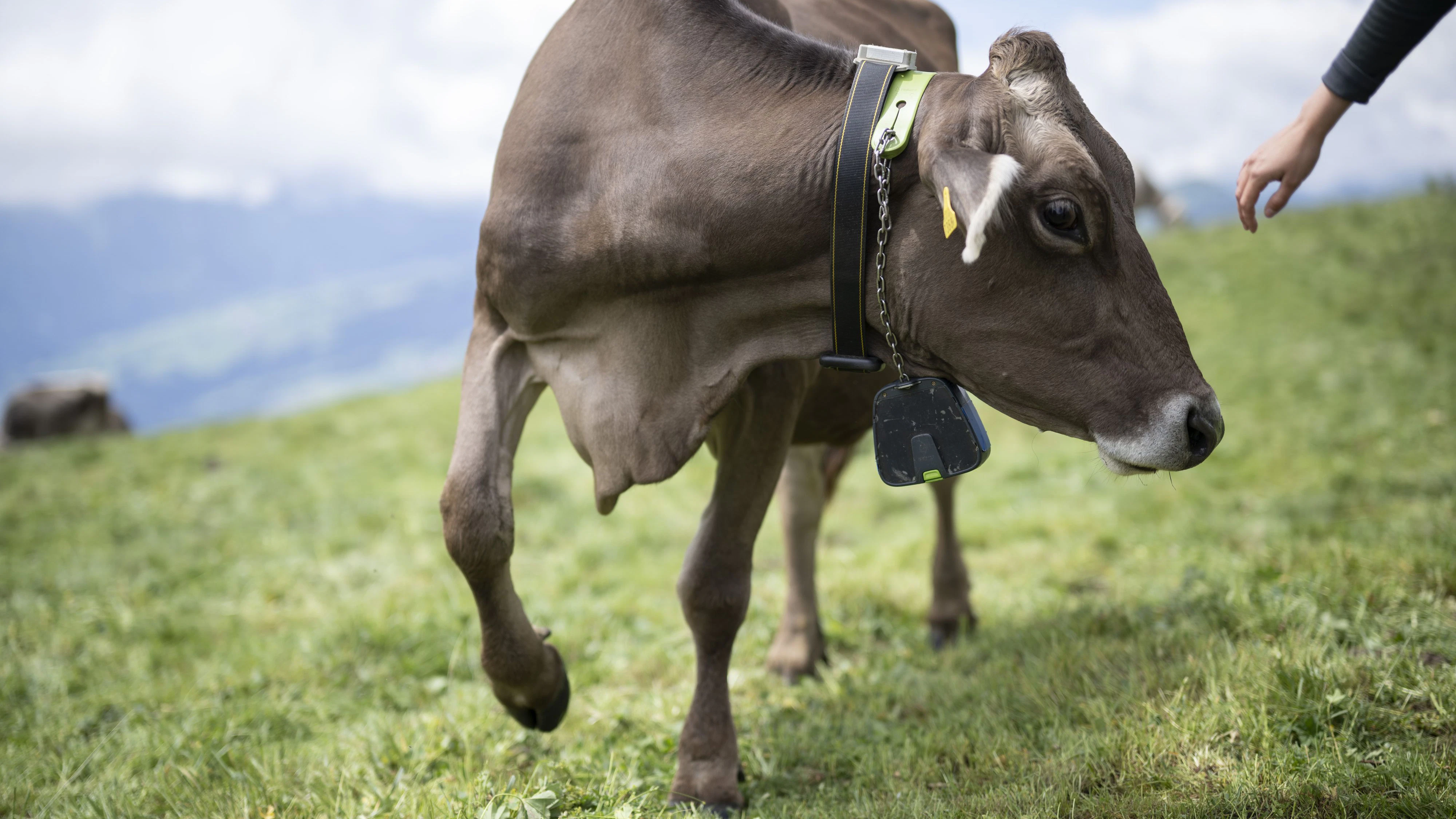 Eine Kuh mit Sendegerät eines virtuellen Zaunes, aufgenommen bei einer Demonstration der Forschungsprojekte der Versuchsstation Berg- und Alplandwirtschaft der Forschungsanstalt Agroscope, am Dienstag, 2. Juli 2024, auf der Alp dil Plaun in Scheid. Die "Glocke" des virtuellen Zaunes gibt Geräusche und leichte Stromstöße ab, wenn die Kuh das Weidegebiet verlässt. Das System wird derzeit getestet, ist aber in der Schweiz noch nicht zugelassen.