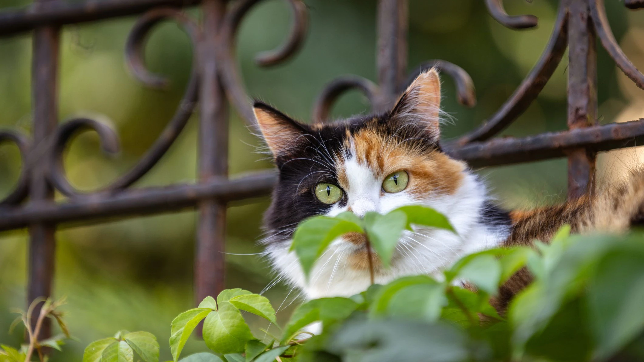 "Guck, Guck"! Katzen besuchen uns öfter als man glauben mag. 