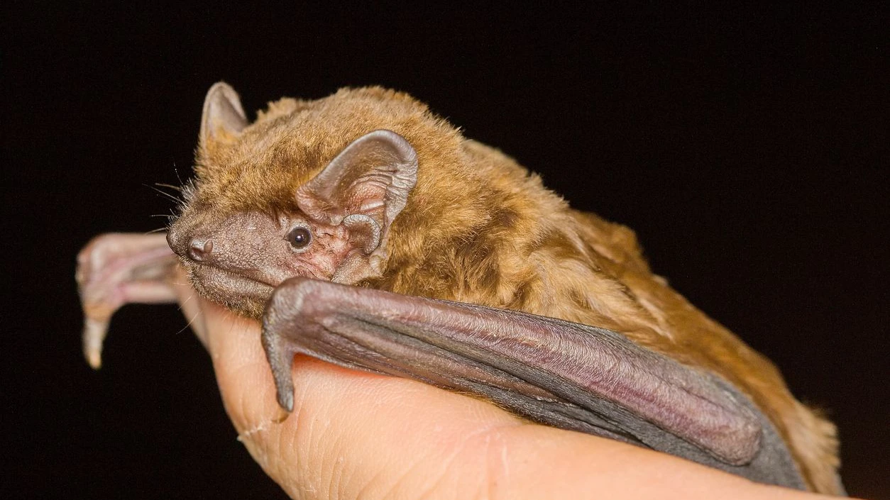 The common noctule bat (Nyctalus noctula) head detail on the hand of man