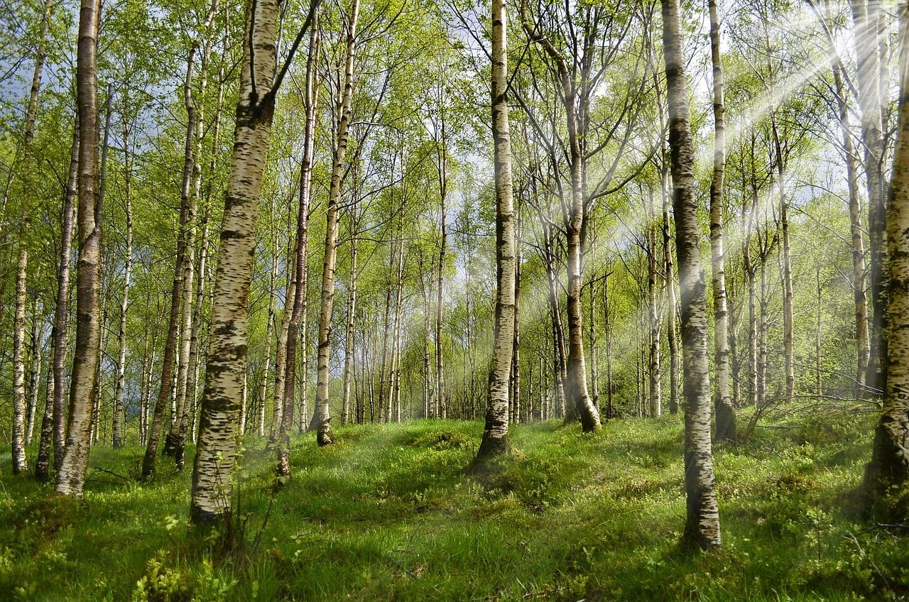 Waldweg mit Birken im Frühling
