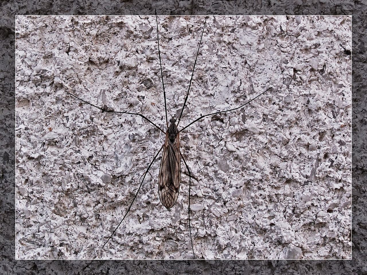 Mücke an der Wand
