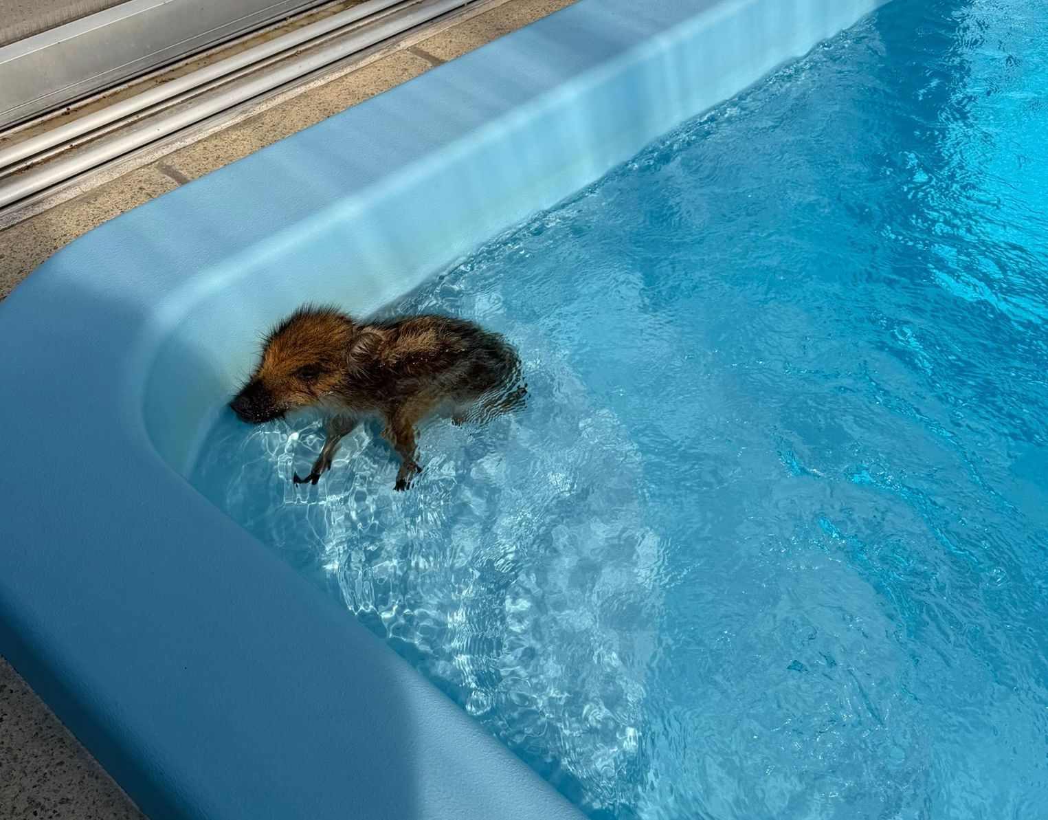 Das kleide Wildschweinferkel kühlte sich im Pool ab.