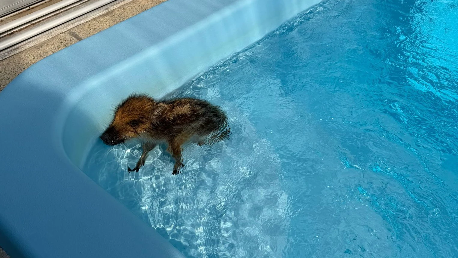Das kleide Wildschweinferkel kühlte sich im Pool ab.