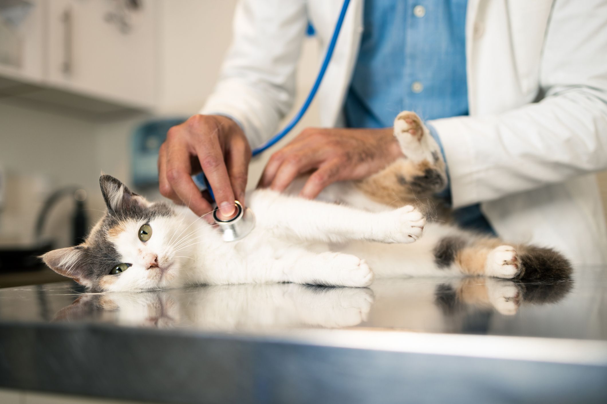 Die Katze war verletzt, musste beim Tierarzt behandelt werden.
