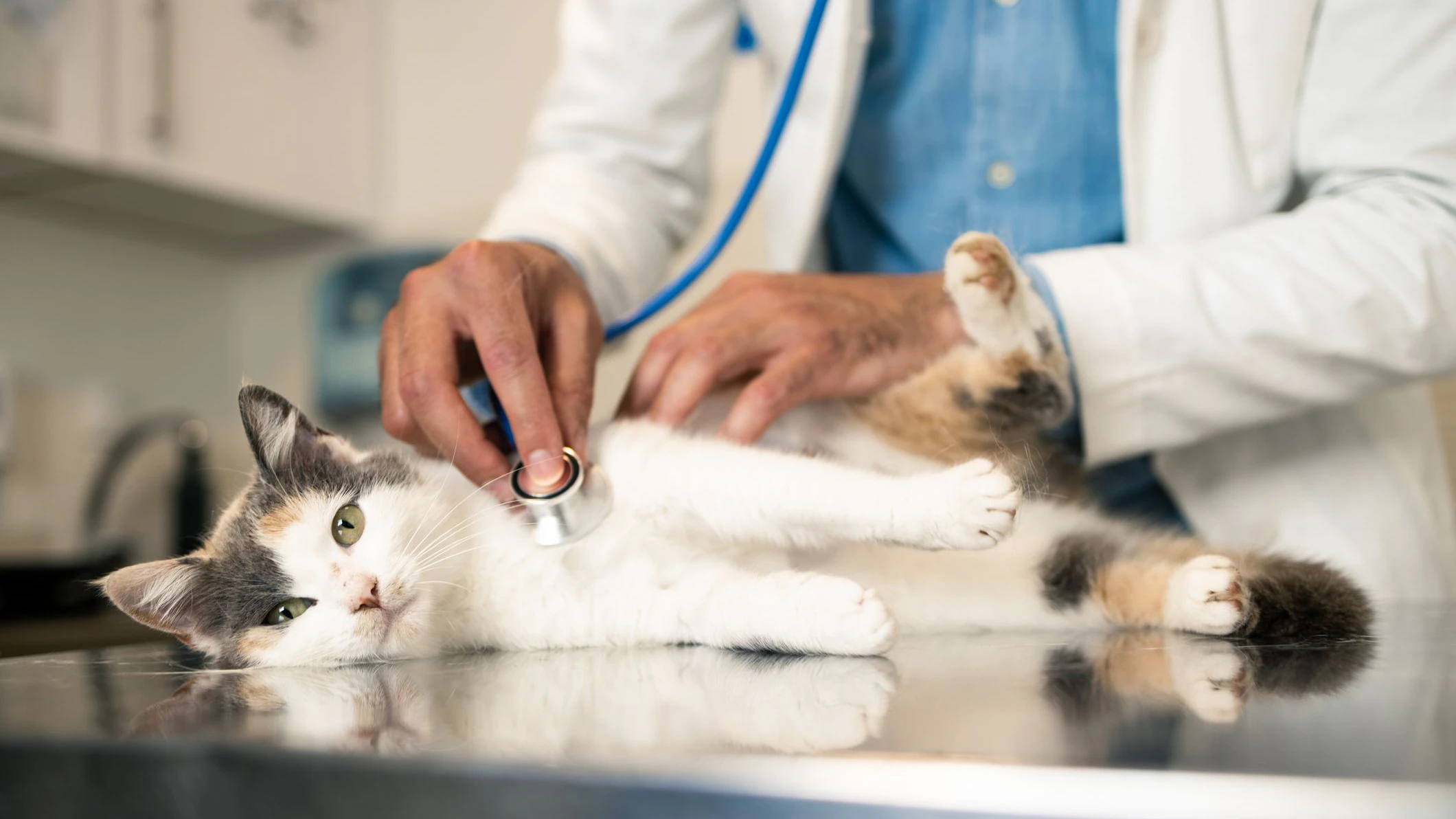 Heute.at - Katze entlaufen! Wiener wollte nicht 5.000 Euro blechen