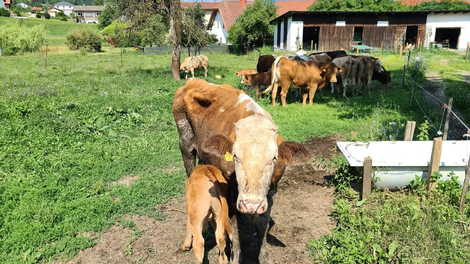 Mama und Kalb wieder vereint.