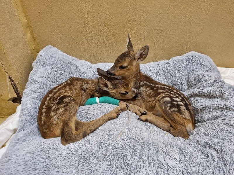 Heute.at - Kollaps im größten Tierheim! 250 Wildtiere an 2 Tagen