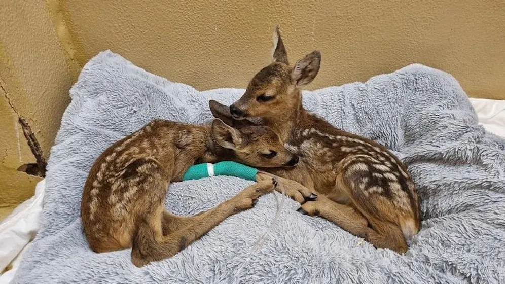 Heute.at - Kollaps im größten Tierheim! 250 Wildtiere an 2 Tagen