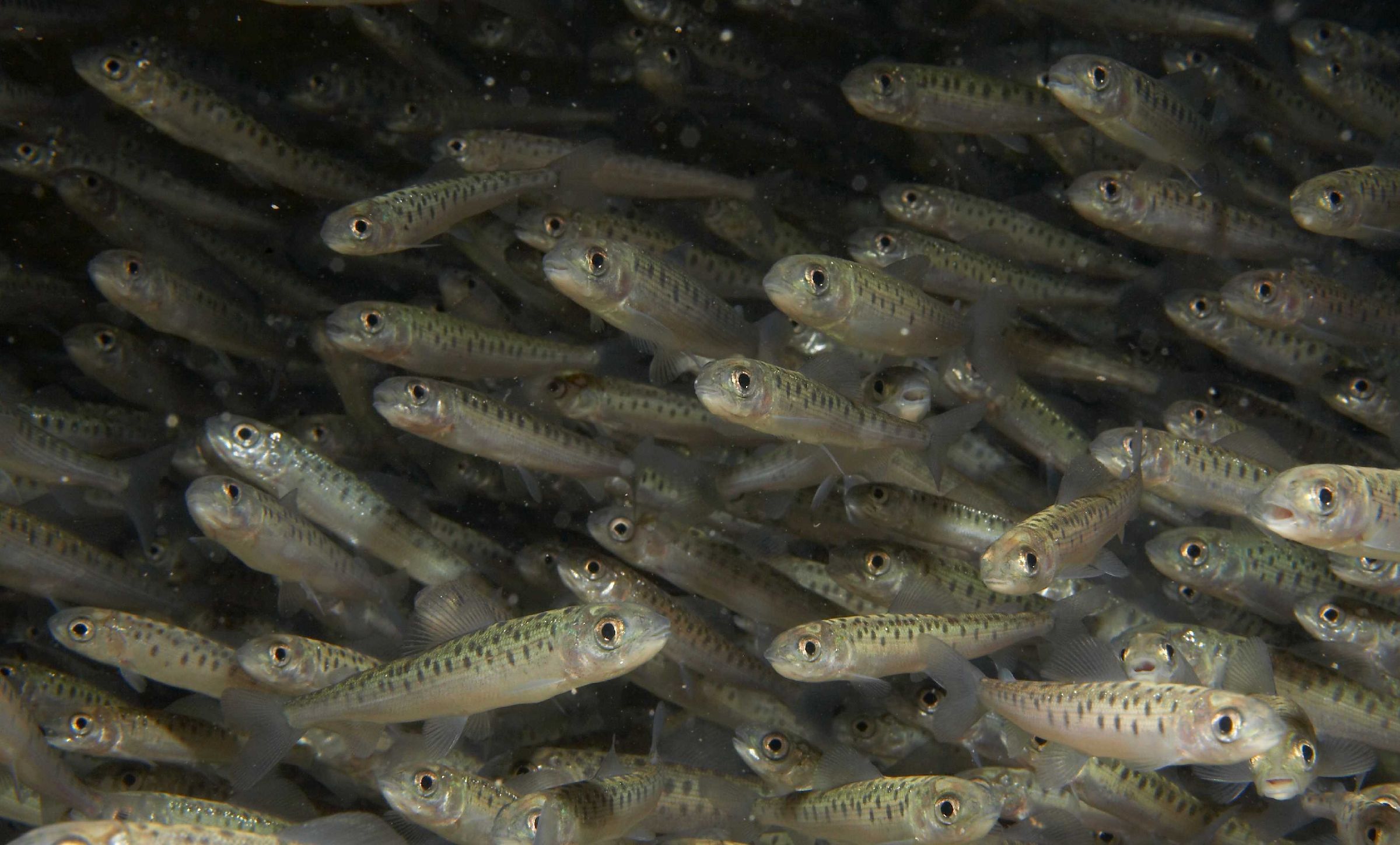 Fischarten wie Reinanken zählen zu den Opfern des rasanten Klimawandels.