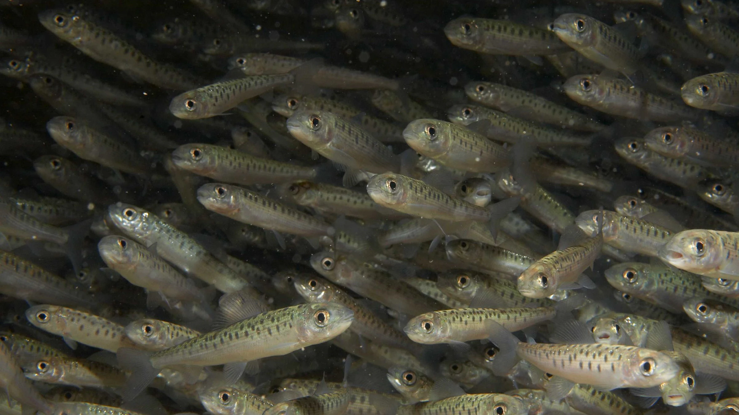 Fischarten wie Reinanken zählen zu den Opfern des rasanten Klimawandels.