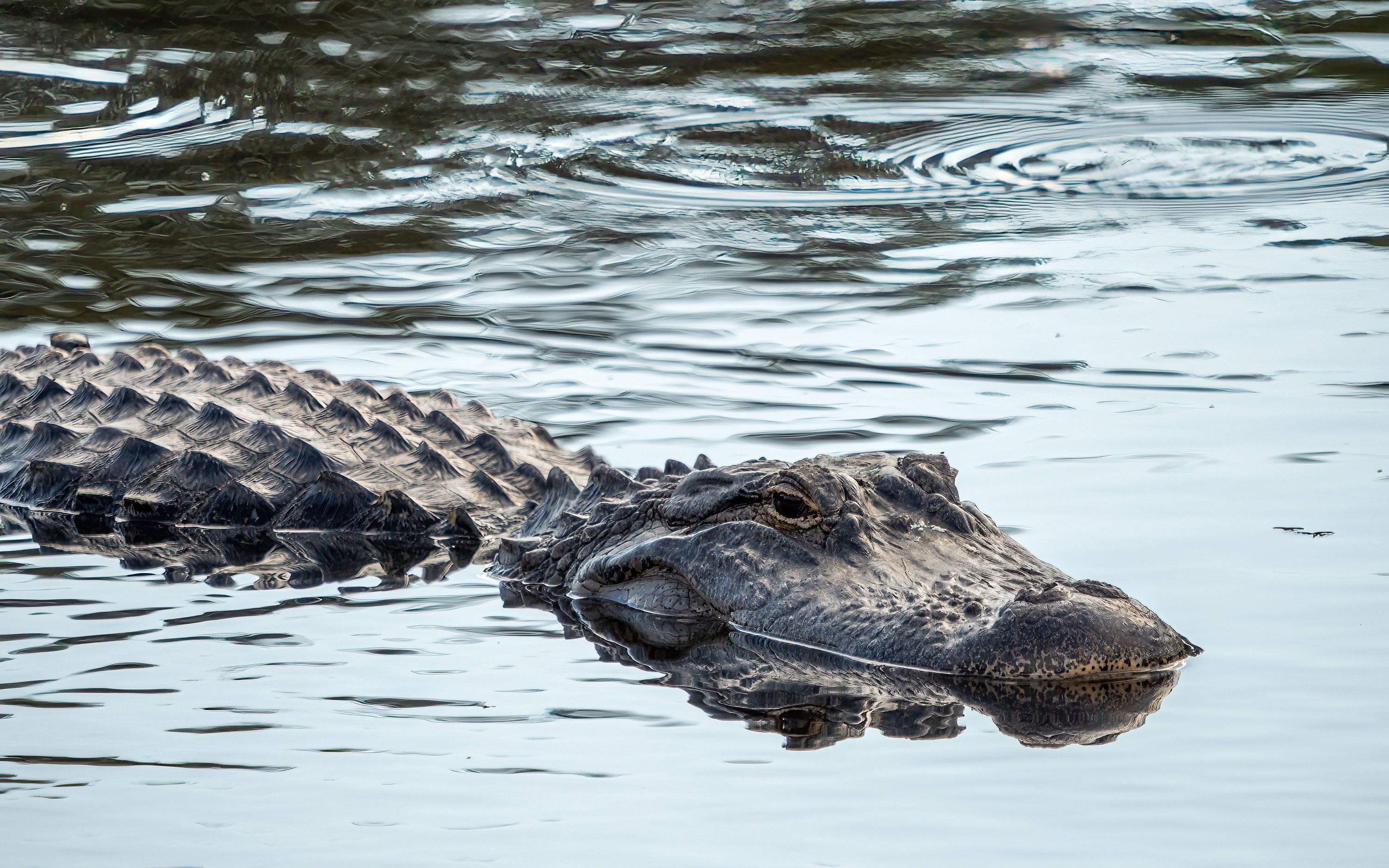 Eine Nahaufnahme eines Florida-Alligators in einem Feuchtgebiet bei Tageslicht