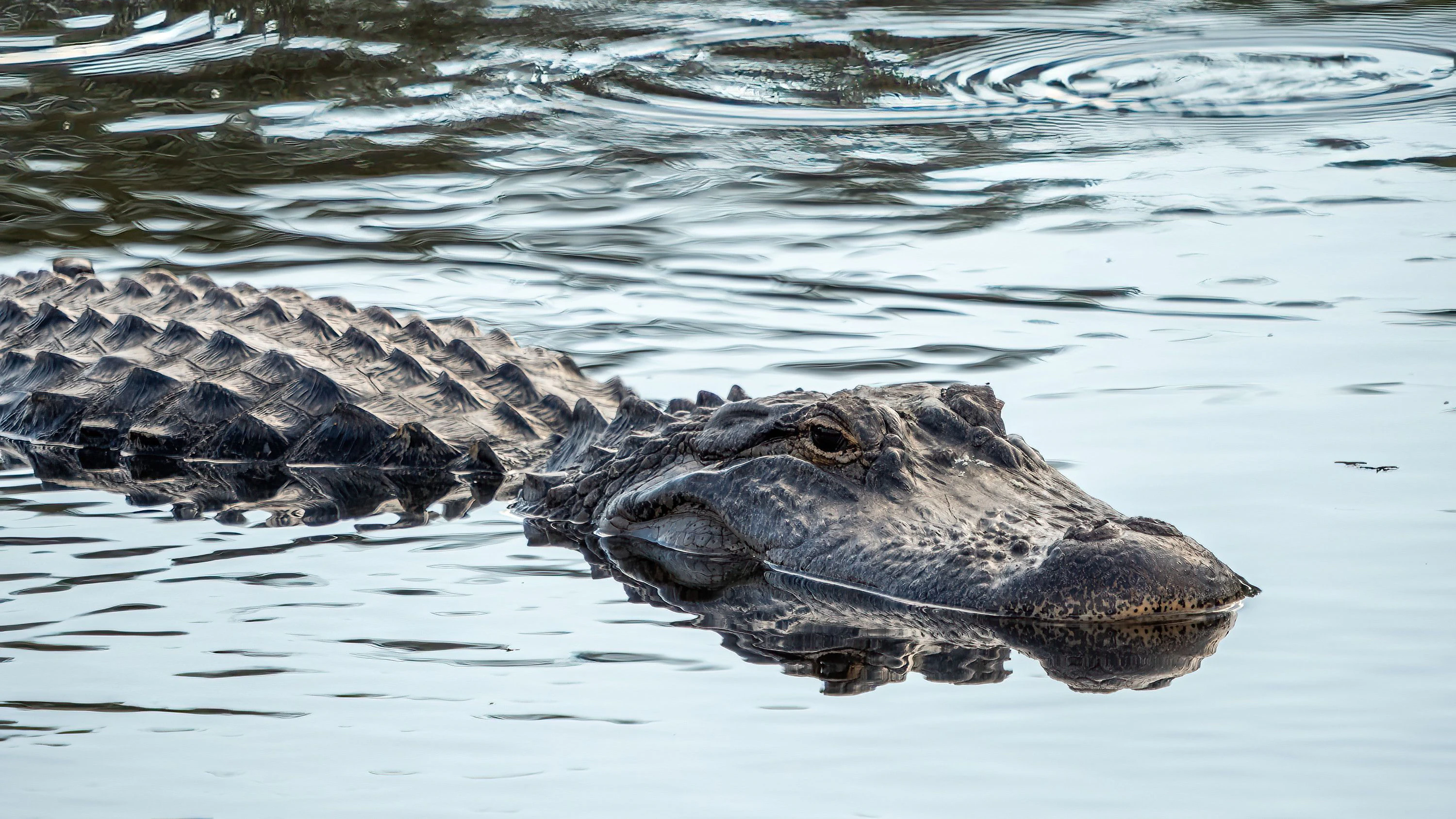 Eine Nahaufnahme eines Florida-Alligators in einem Feuchtgebiet bei Tageslicht