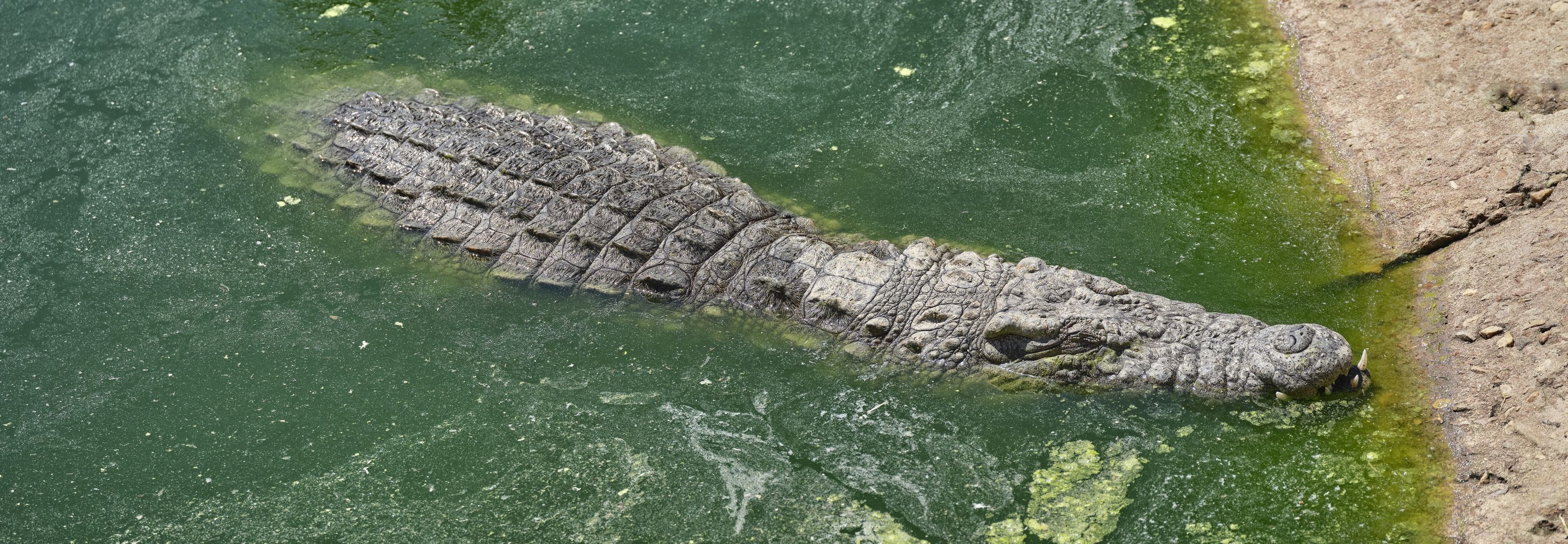 Leistenkrokodile werden auch Salzwasserkrokodile genannt.