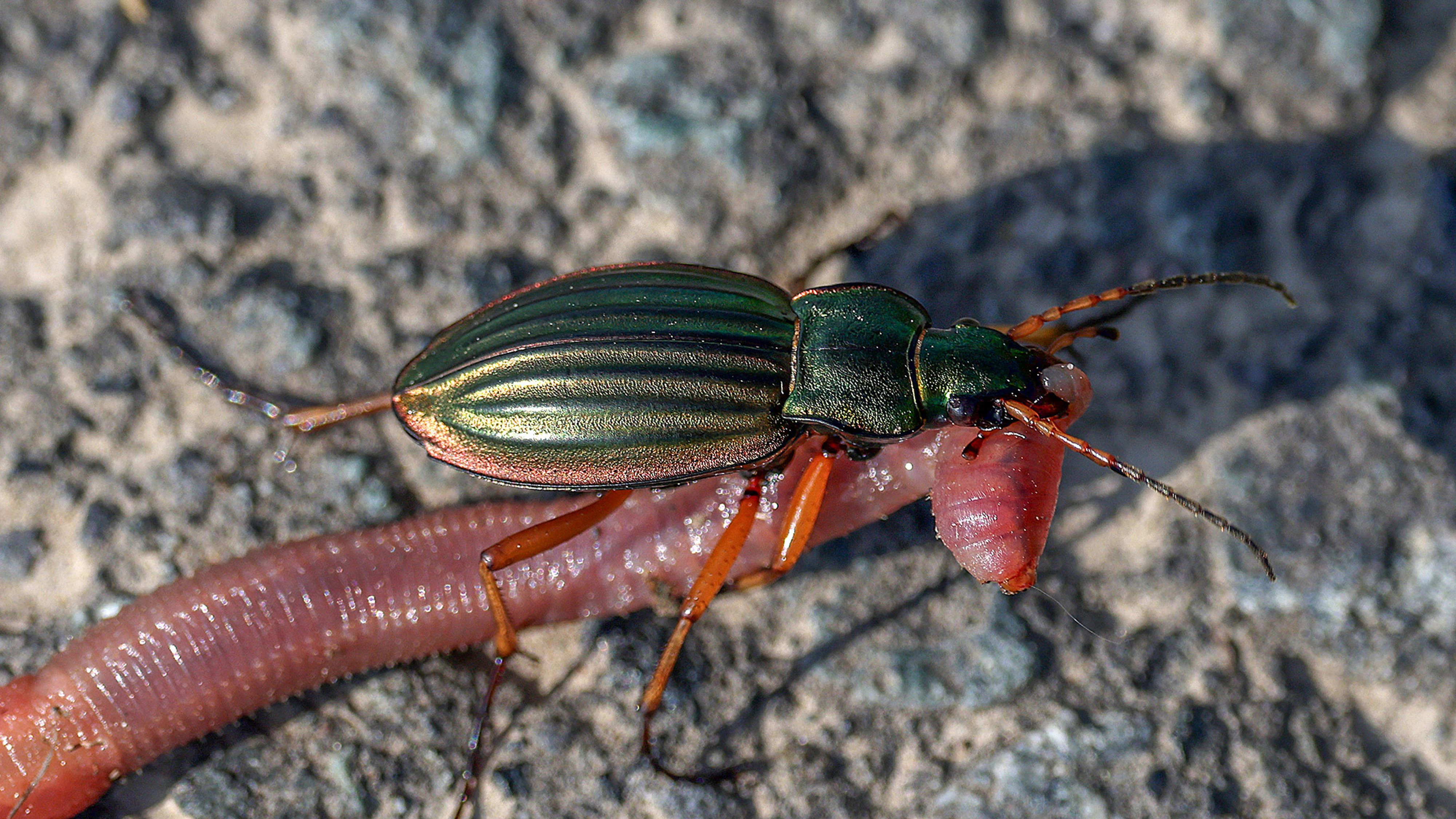 Heute.at - Dieser Superkäfer frisst alle Schädlinge
