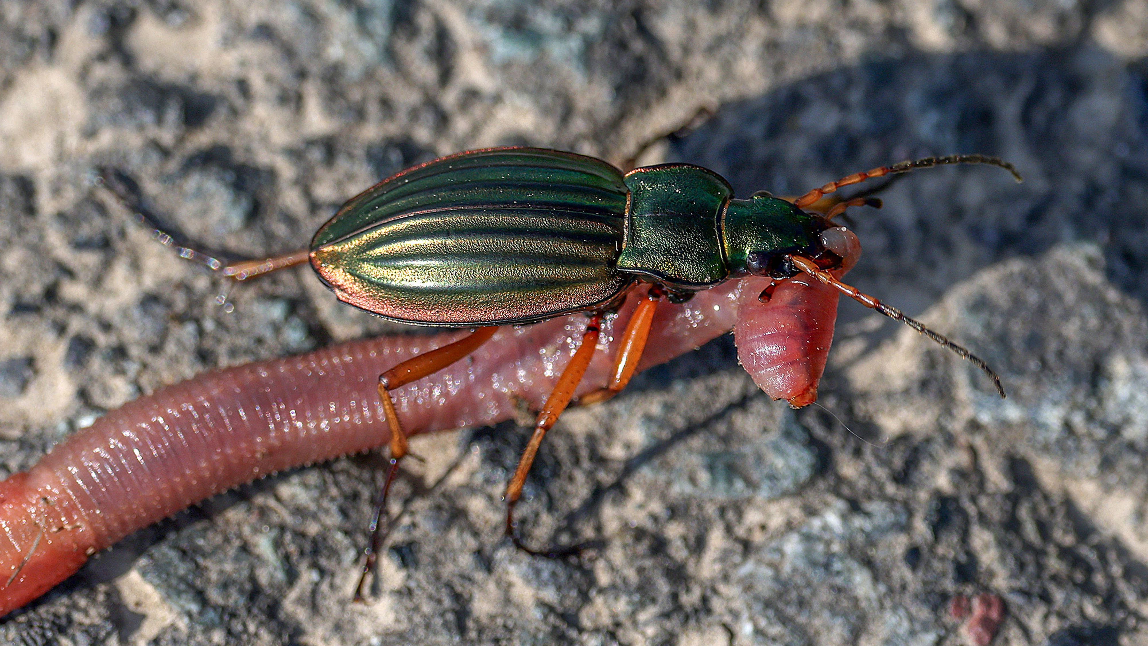 Ein Goldlaufkaefer Goldlaufkäfer sitzt auf einem Regenwurm und frisst diesen. Tiere im Siegerland am 08.05.2026 in Siegen/Deutschland. *** A golden ground beetle golden ground beetle sits on an earthworm and eats this animal in Siegerland on 08 05 2026 in Siegen Germany