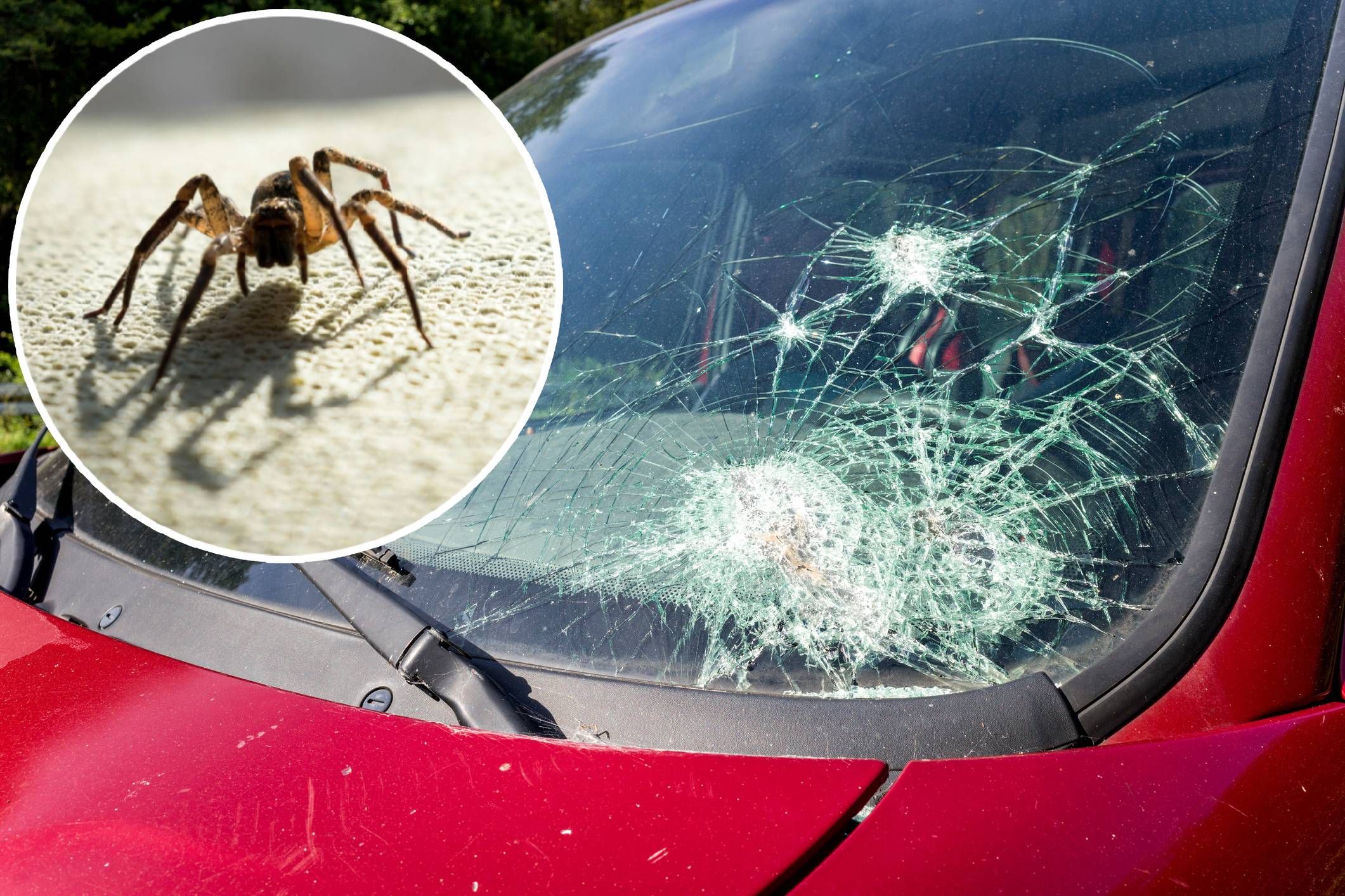 Auslöser für den Unfall war eine Spinne auf dem Lenkrad (Symbolbild).